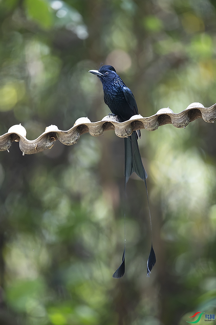 A46I4115 ����.jpg2.jpg