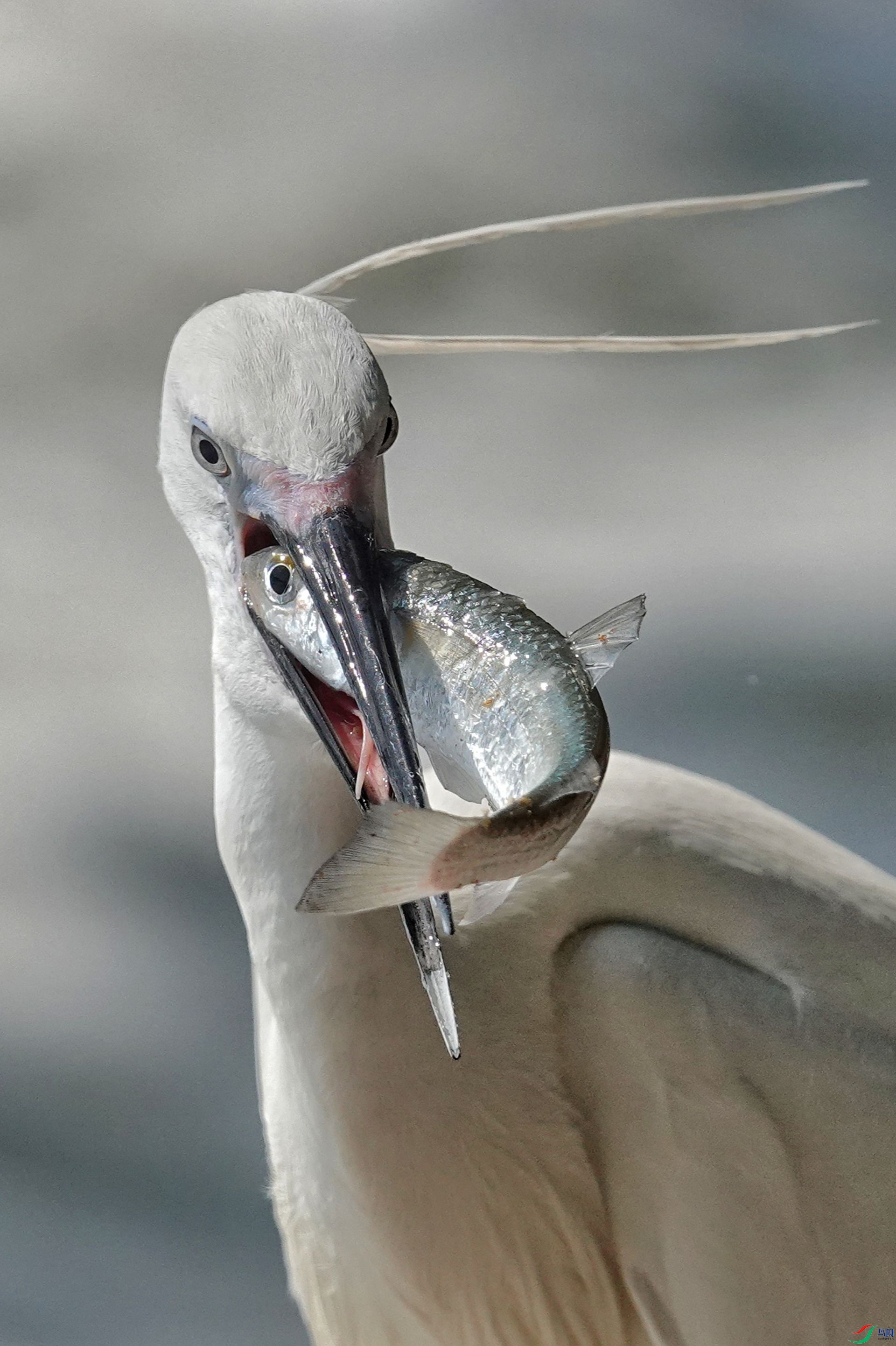 ������д