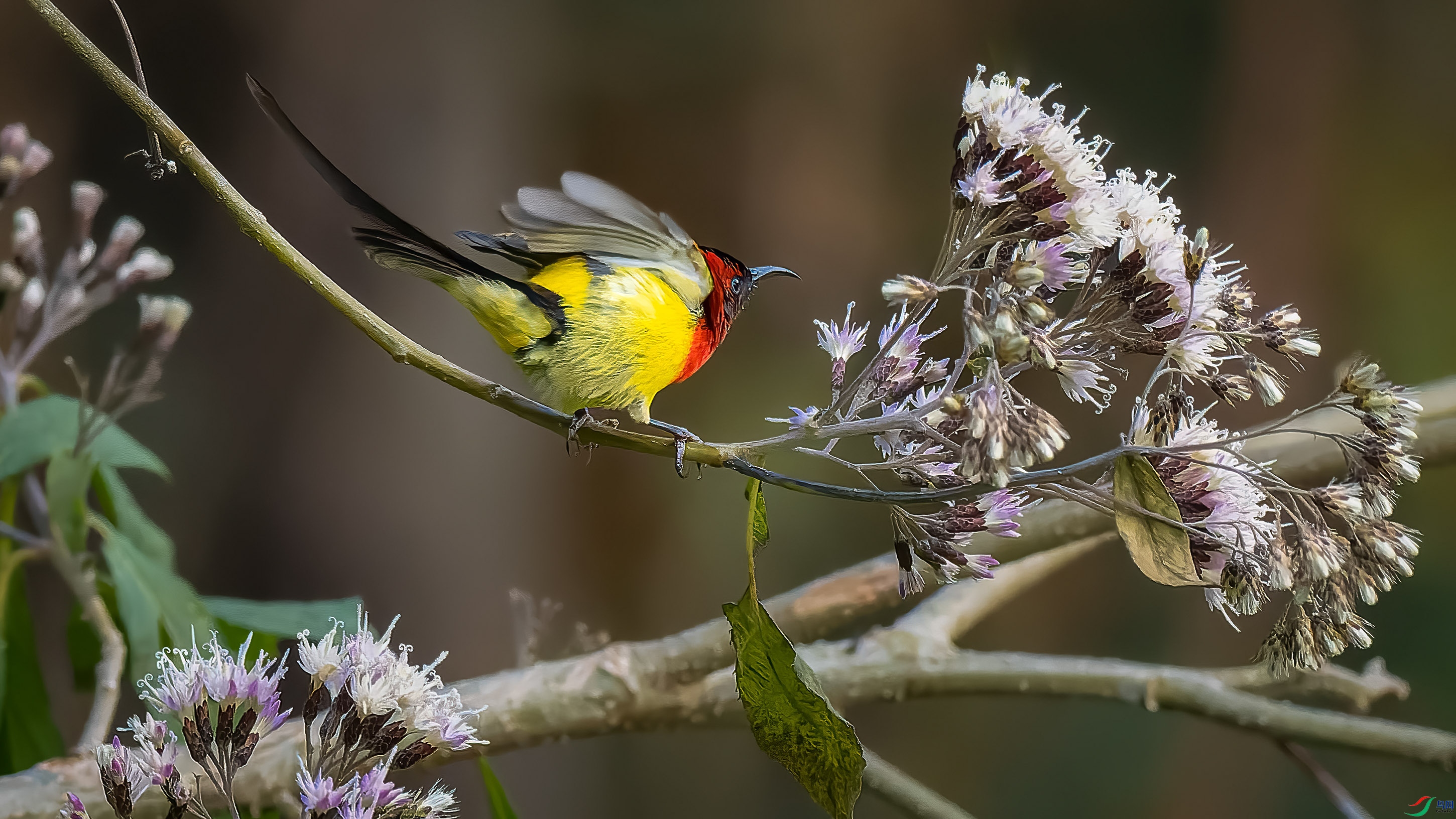 _2021353-ORF_DxO_DeepPRIME-����ǿ ���� 2.jpg