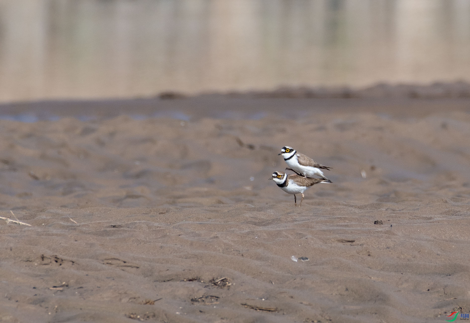 DSC_2935.jpg