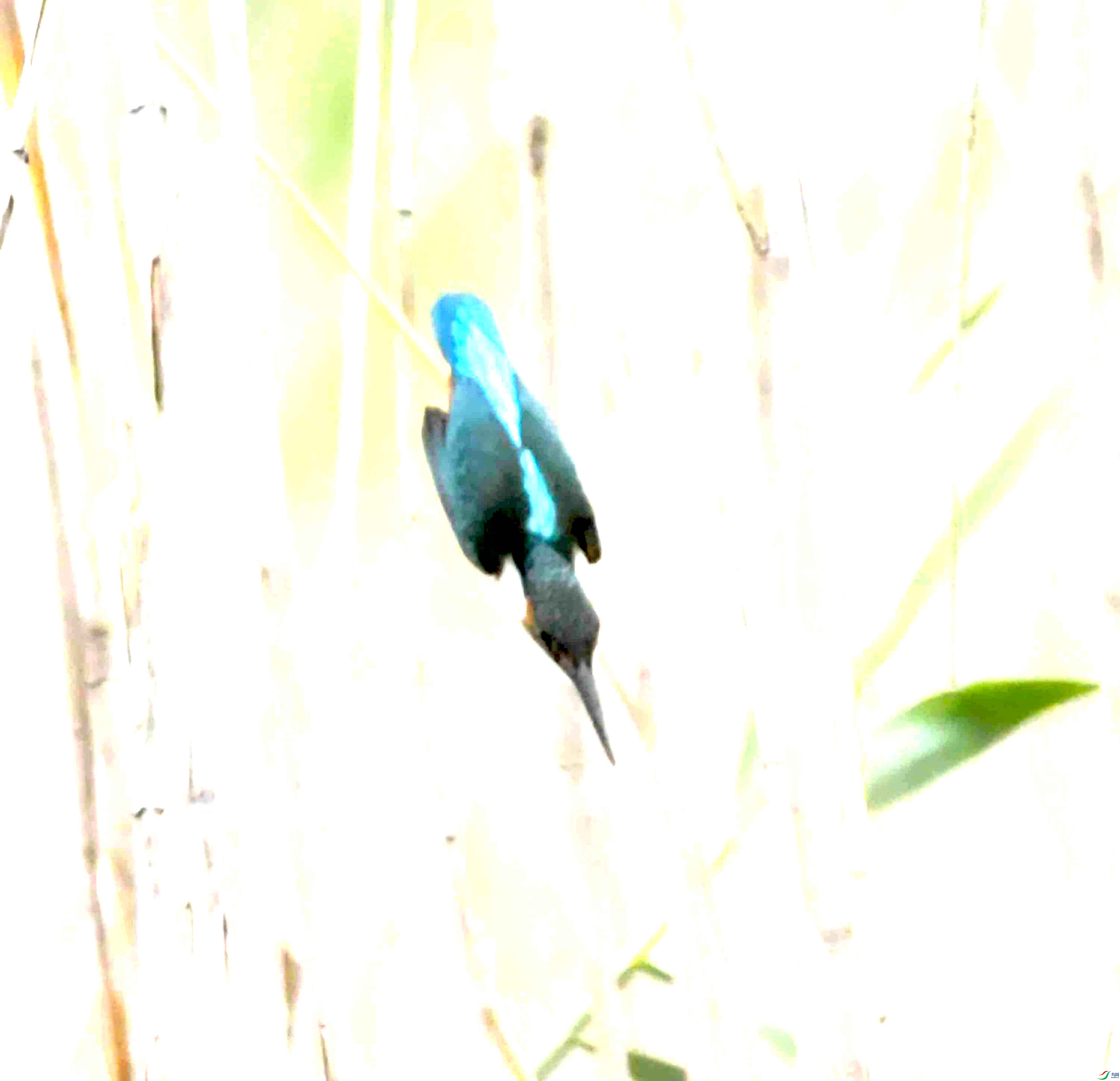 DSC_1225.JPG