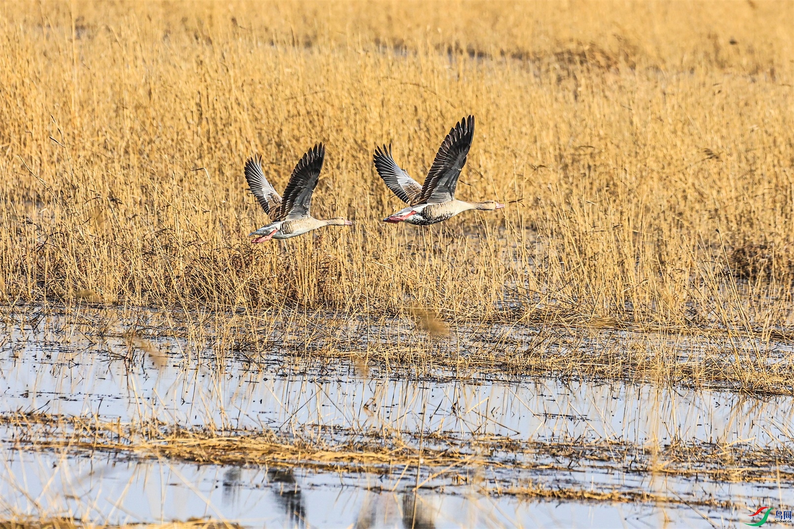 1K3A3752 ����1.jpg