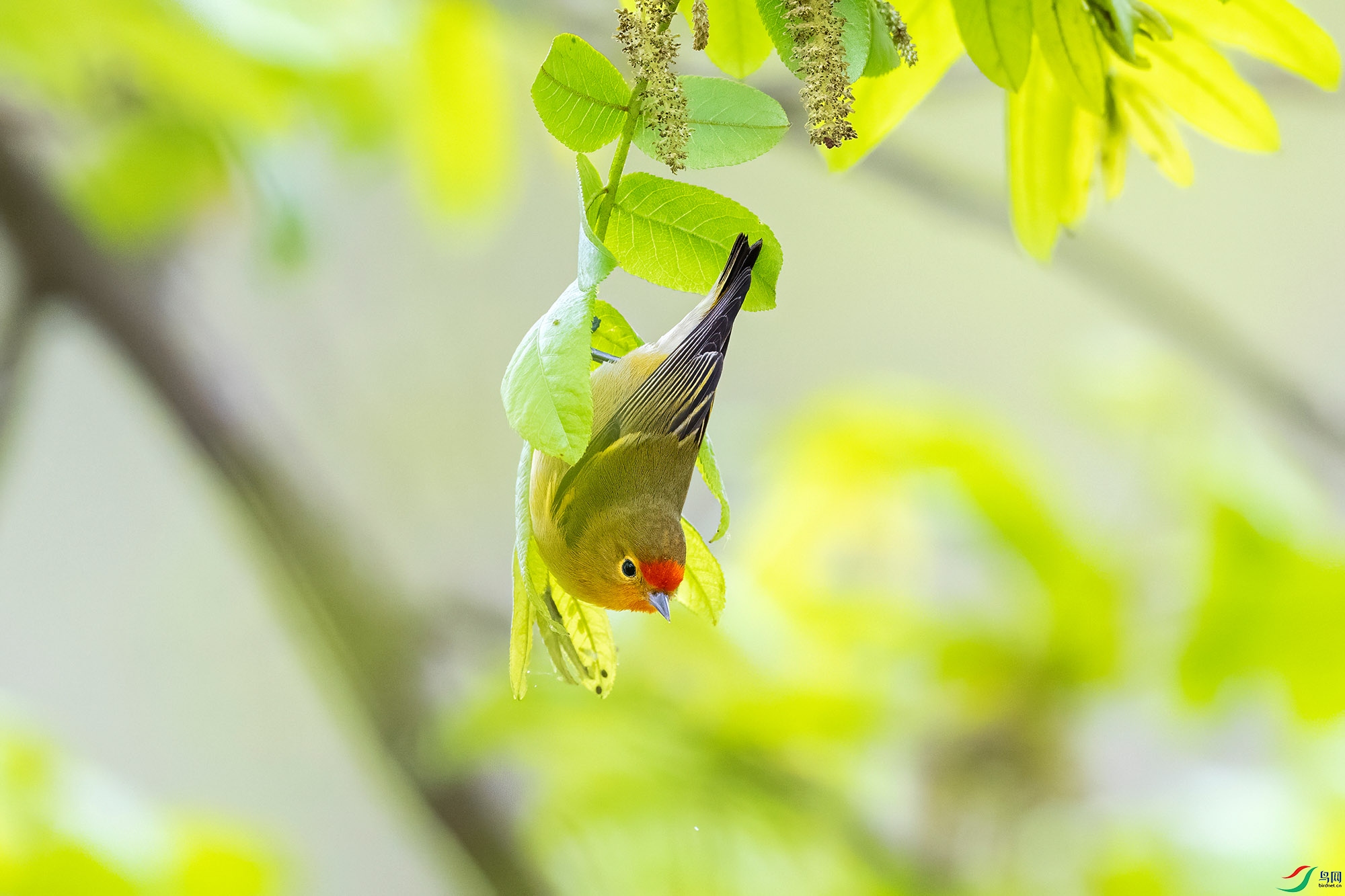 DSC_6031-DeNoiseAI.jpg