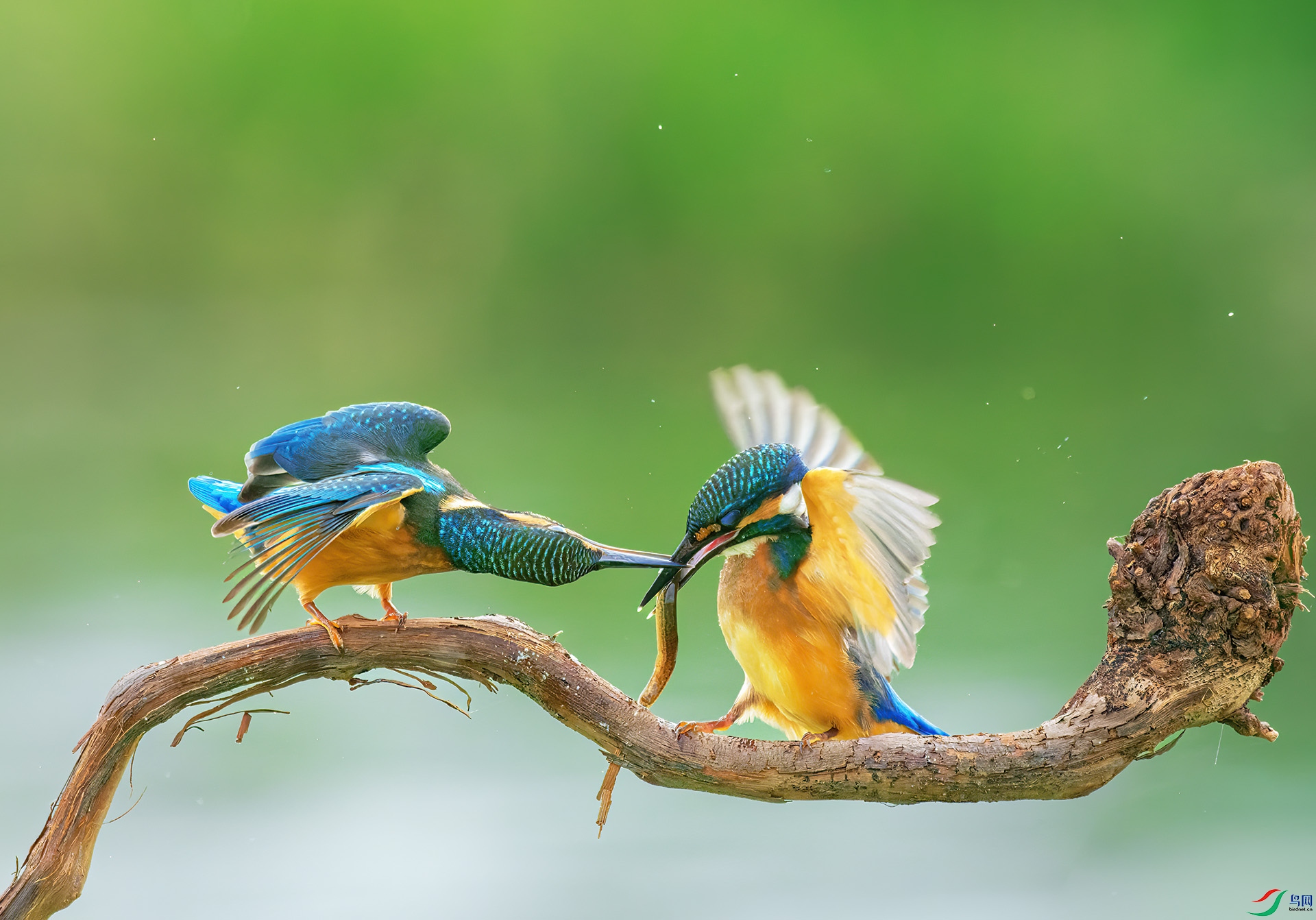 DSC_9431-1.jpg