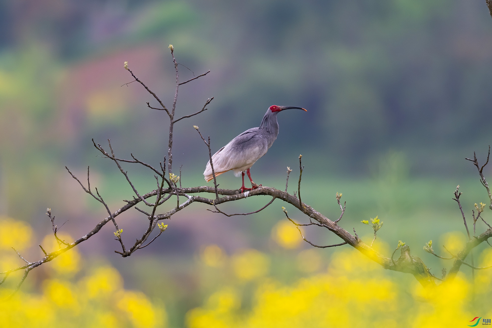 DSC_8262-DeNoiseAI.jpg