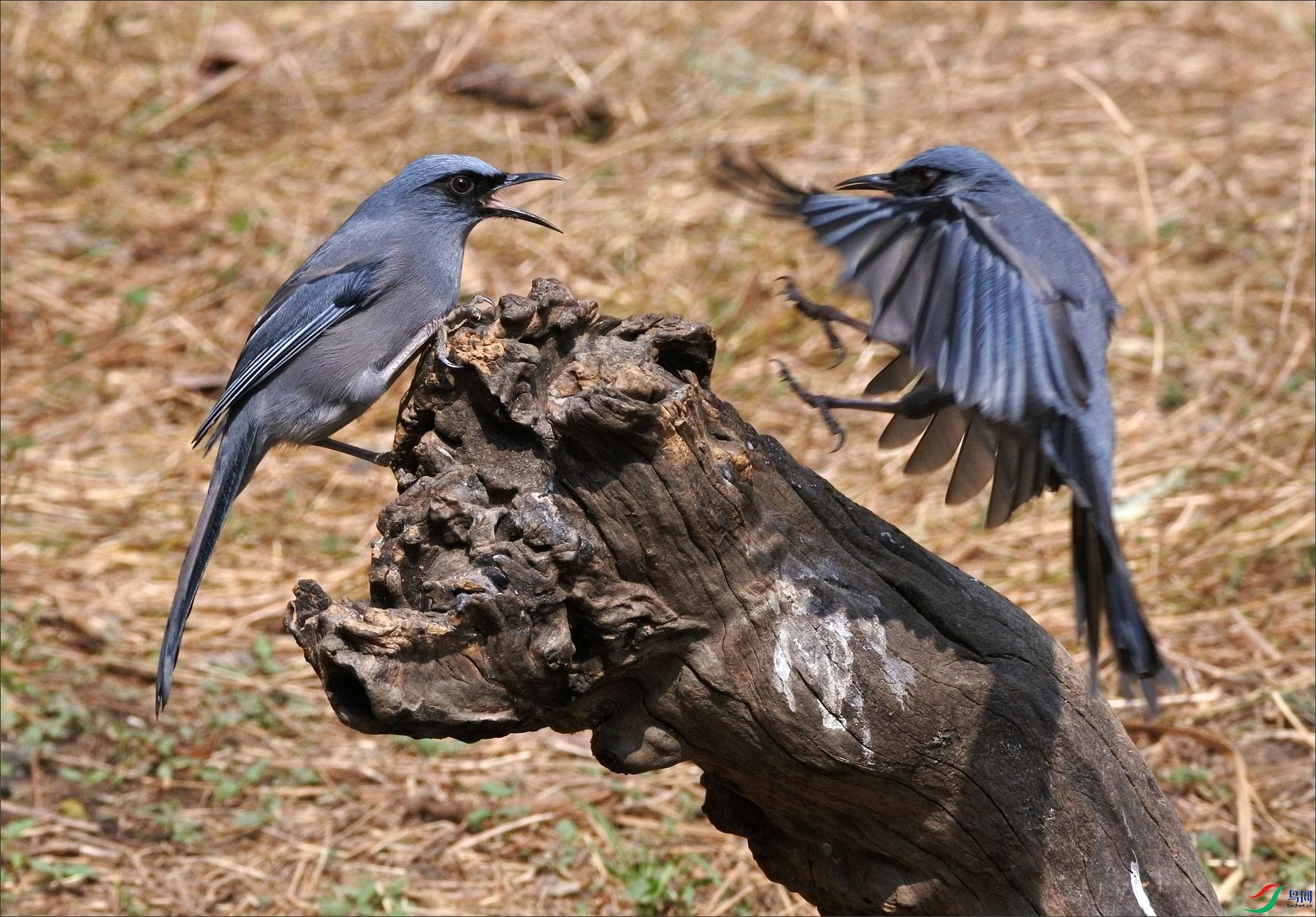 DSC_8745.jpg