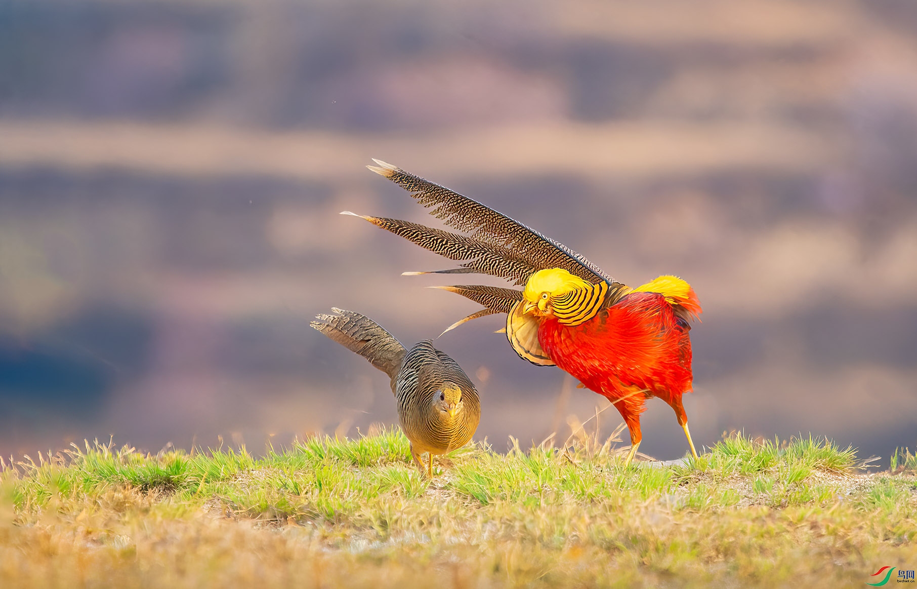 DSC_2555-1.jpg