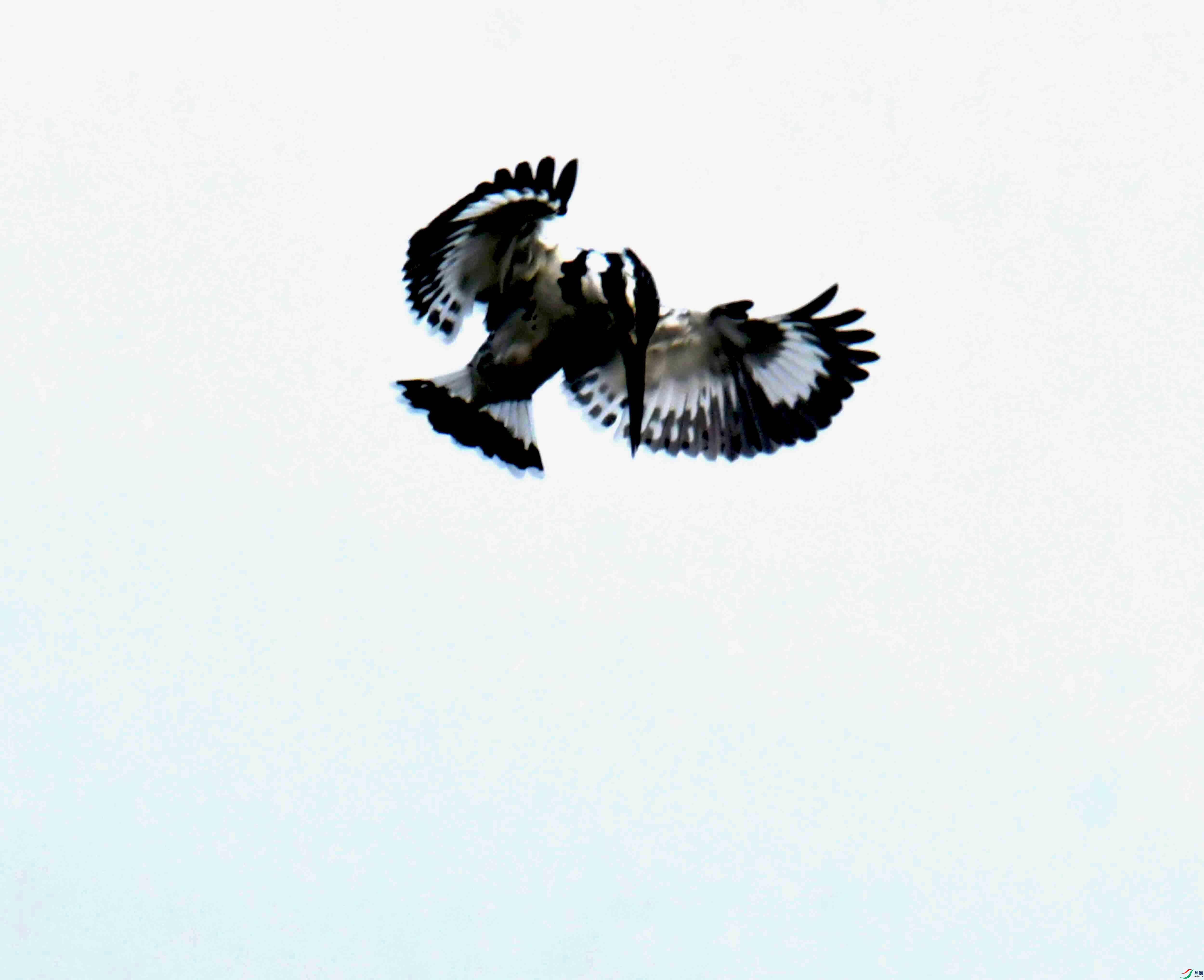 DSC_0699.JPG