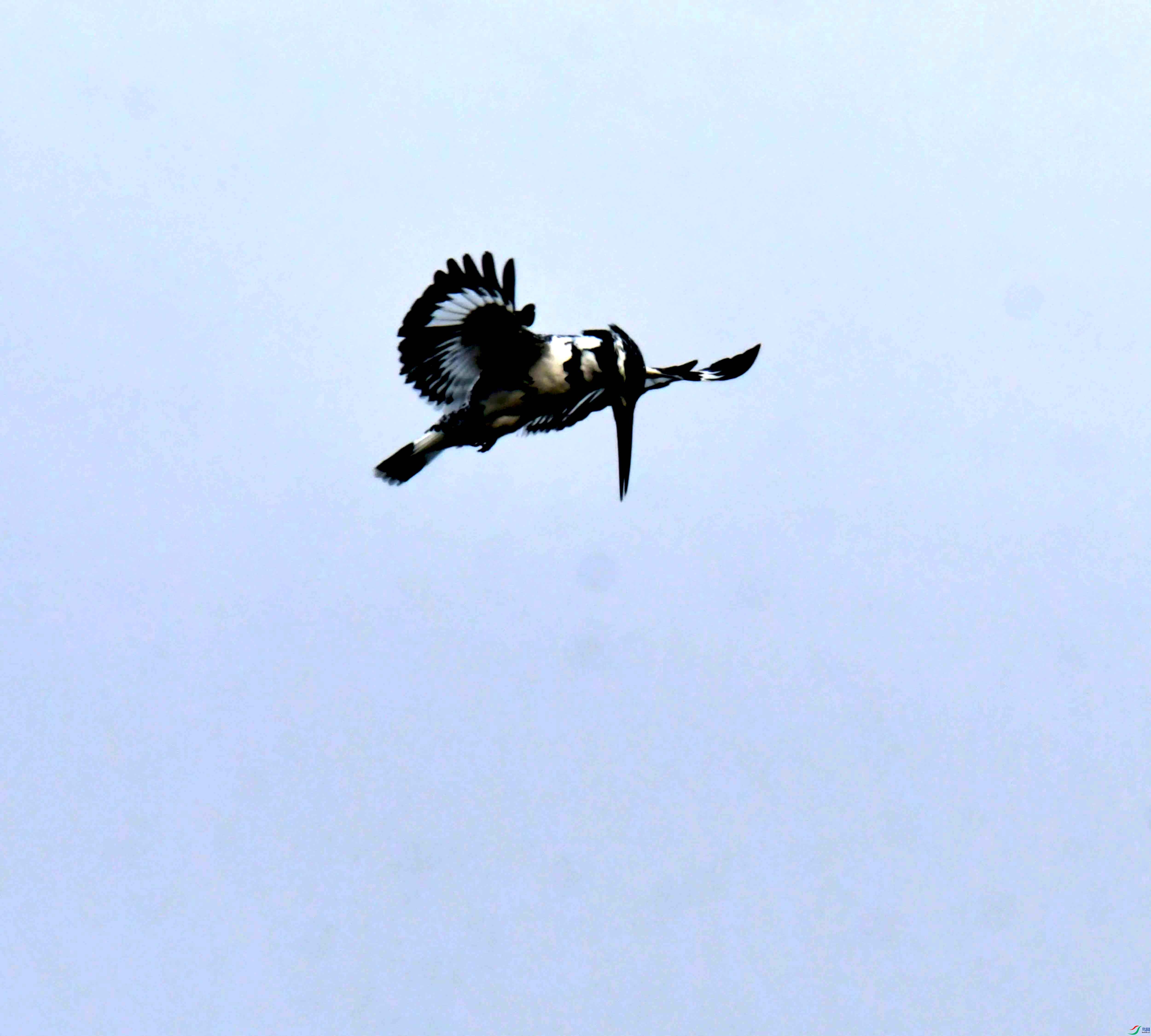 DSC_0701.JPG