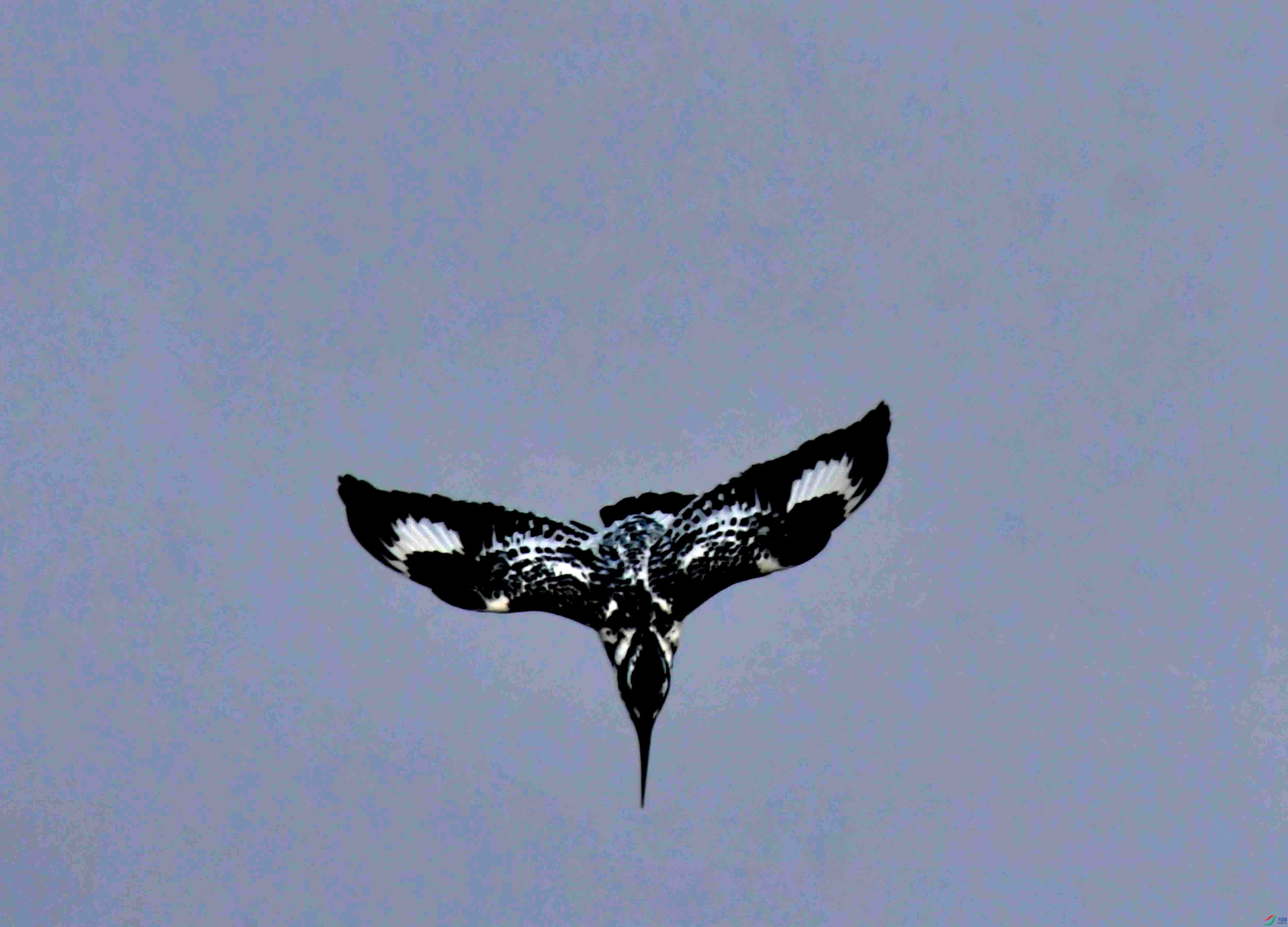 DSC_0707.JPG