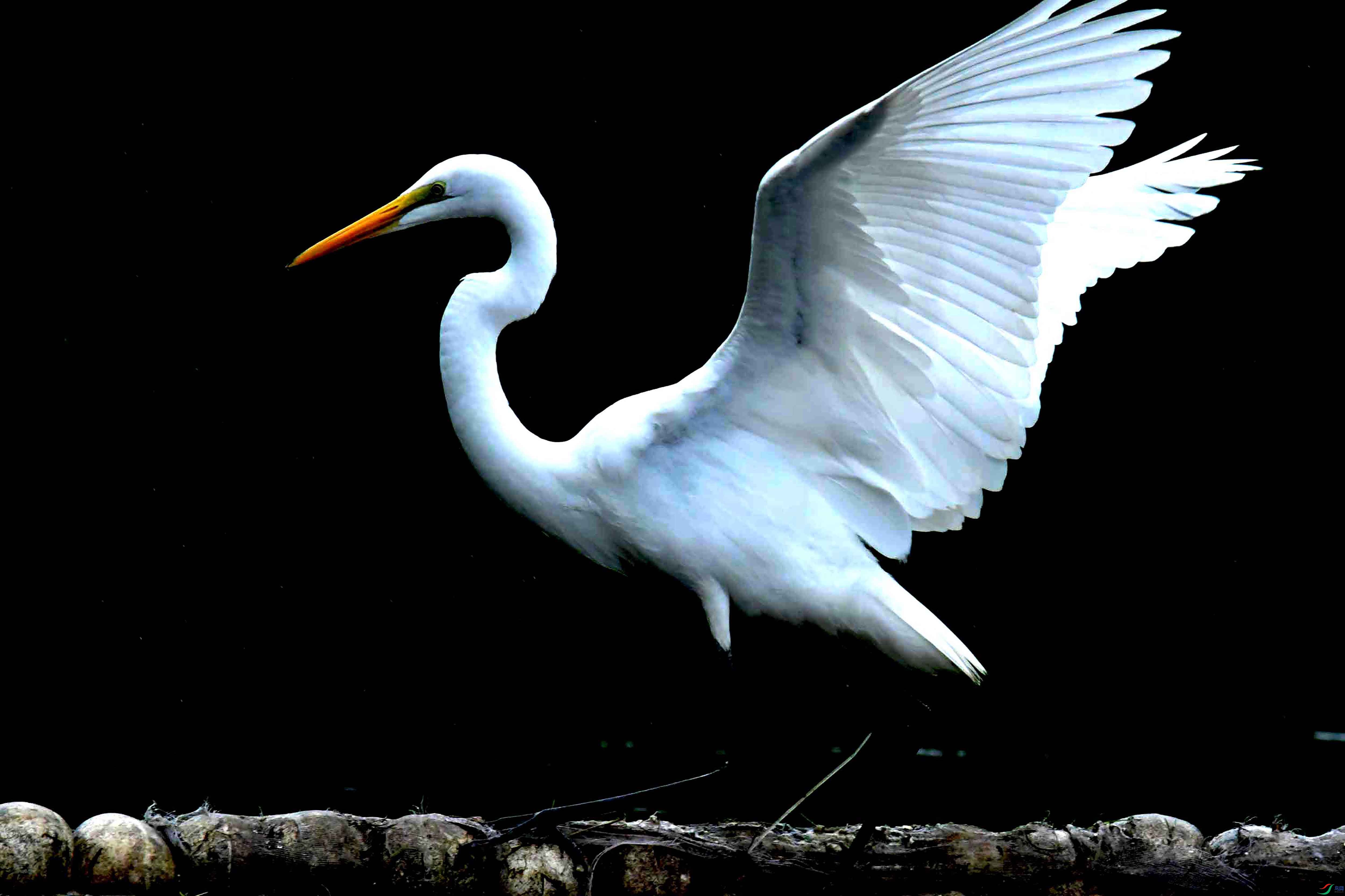 DSC_2266.JPG