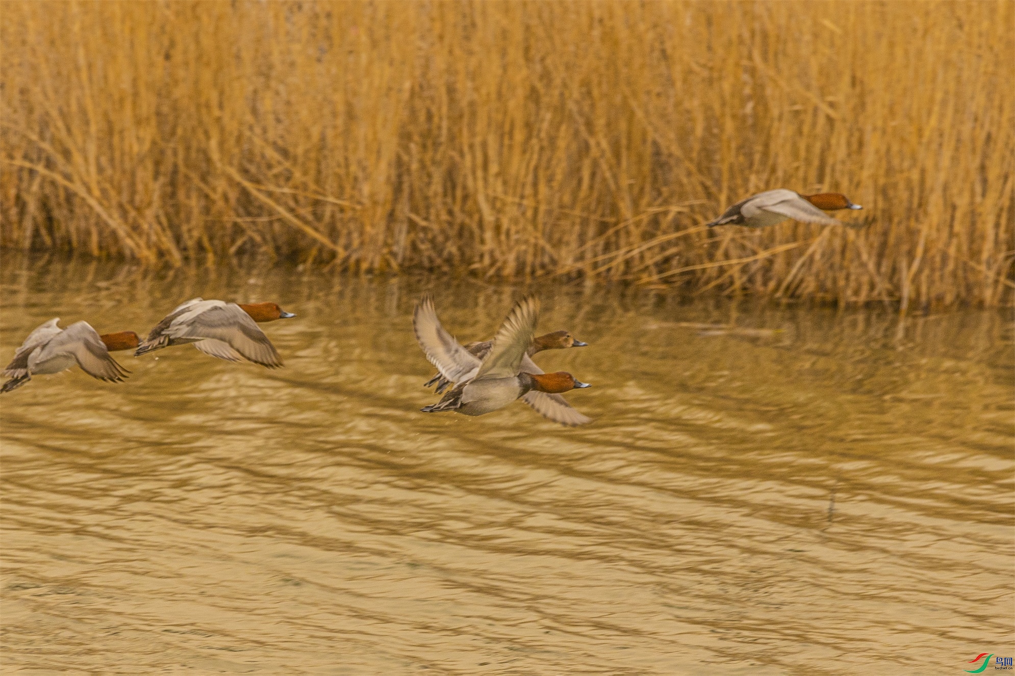 1K3A0718 ����1.jpg