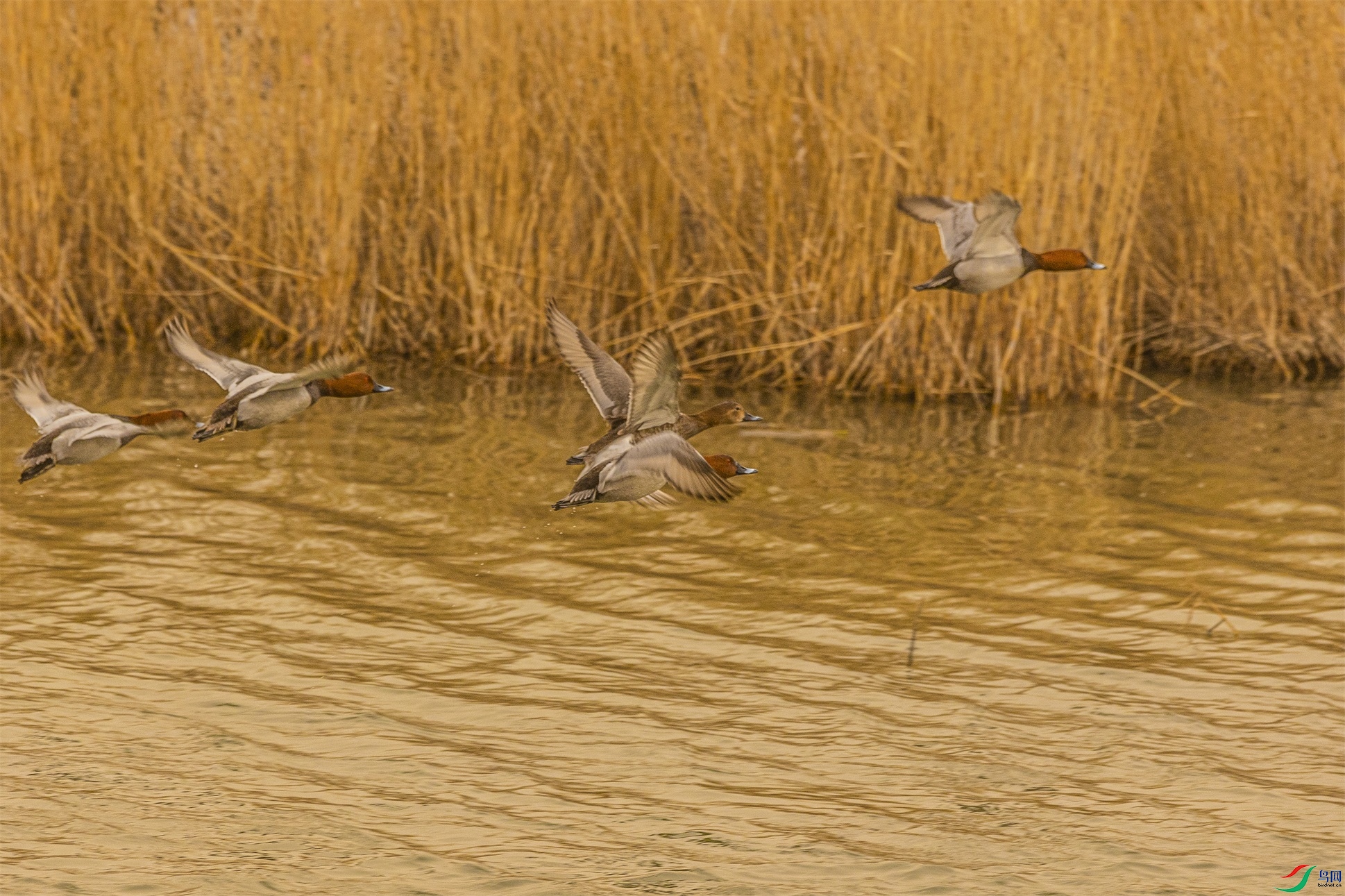 1K3A0719 ����1.jpg