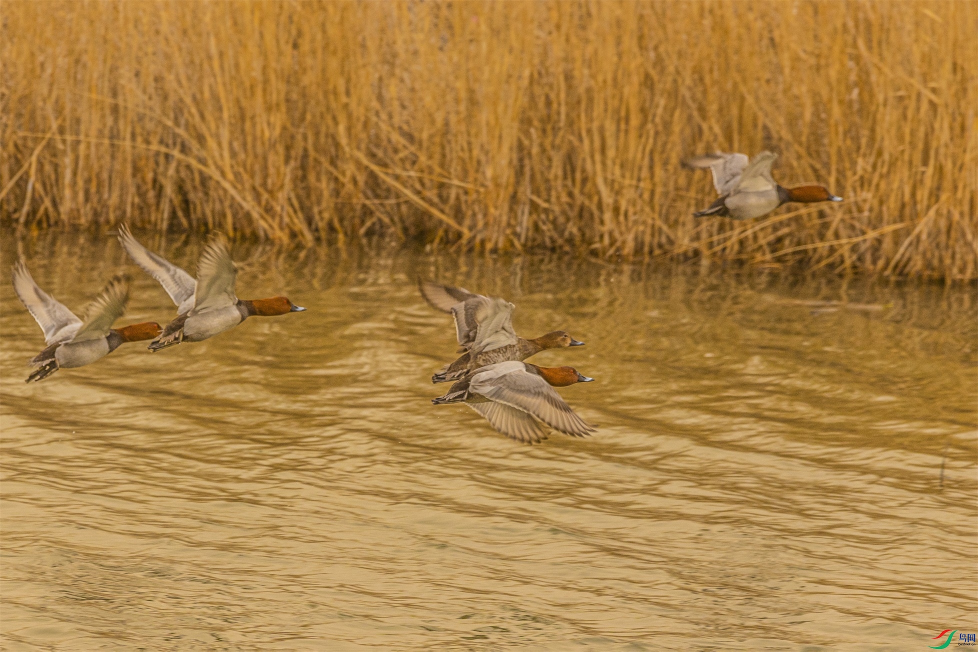 1K3A0717 ����1.jpg