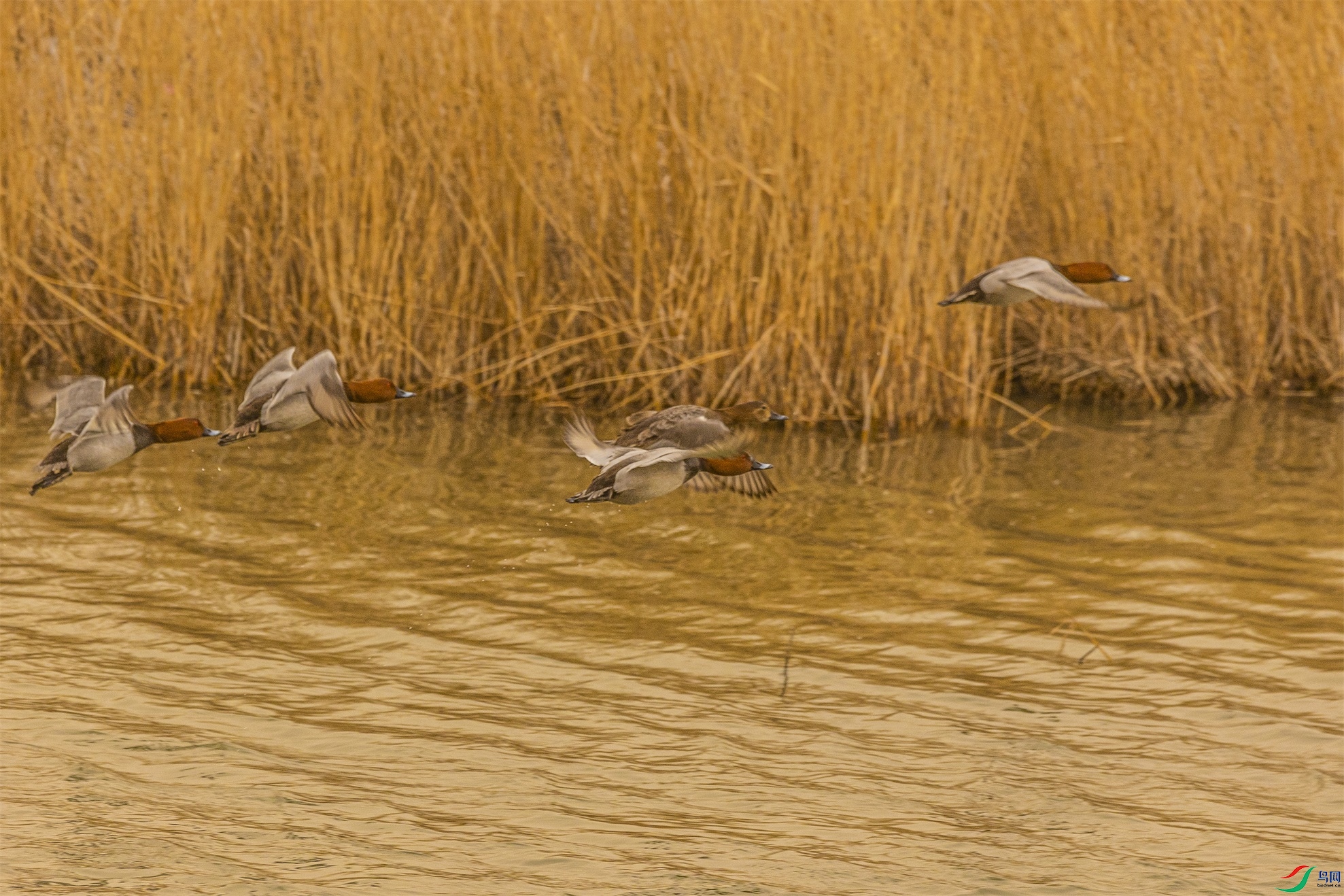 1K3A0720 ����1.jpg