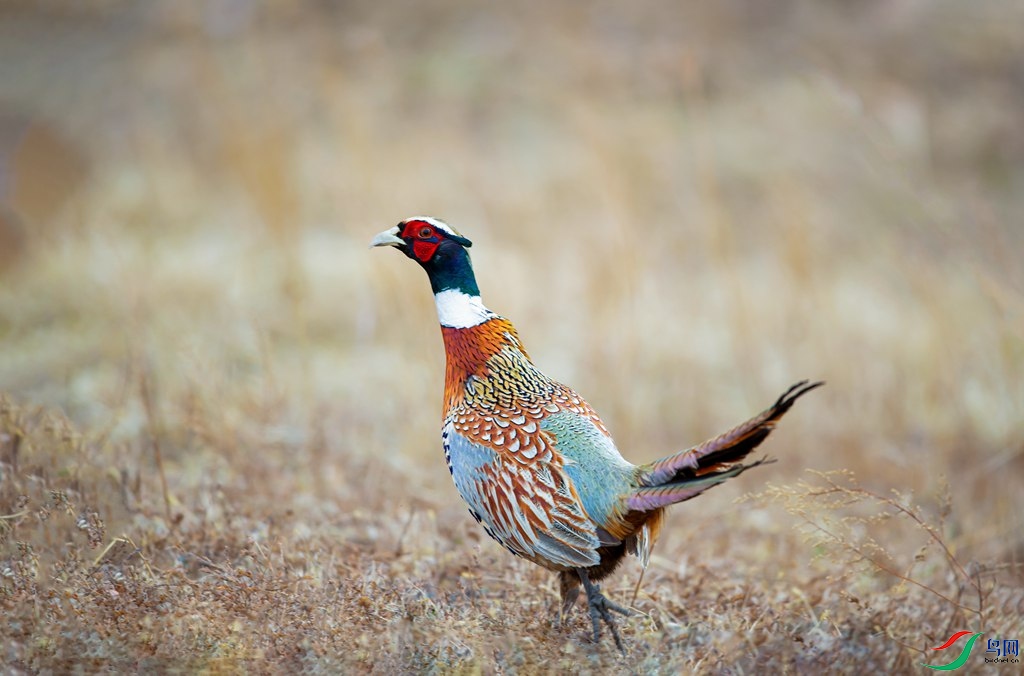 A71I5225-0.jpg
