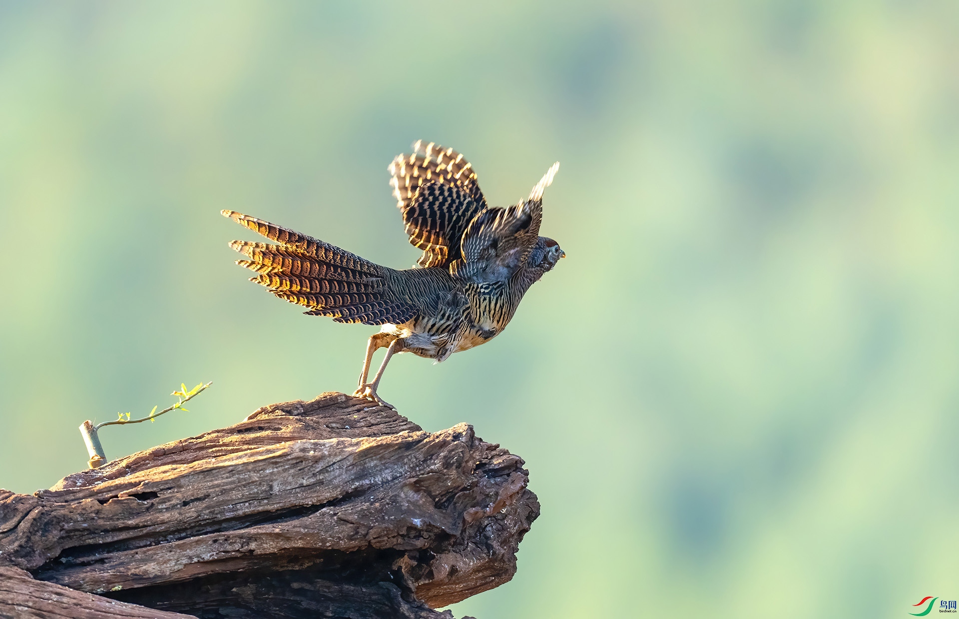 �׸�����ĸ