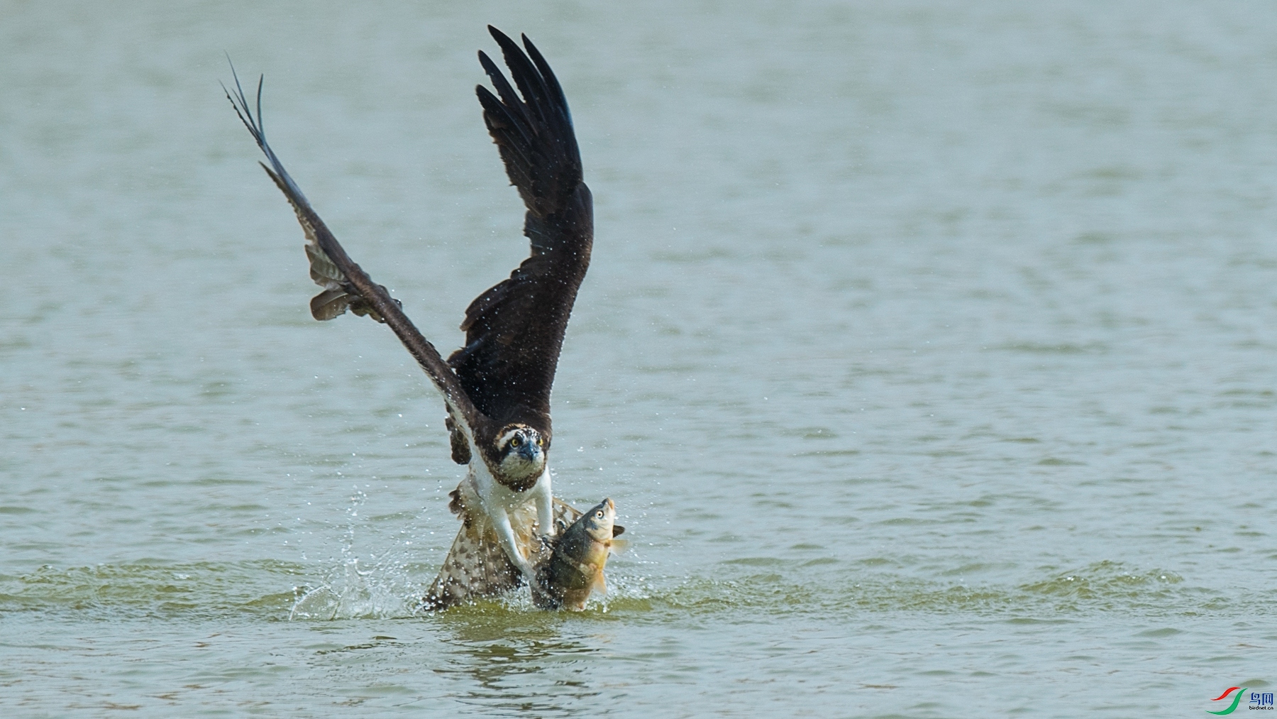 DSC2_2400 - ����.jpg