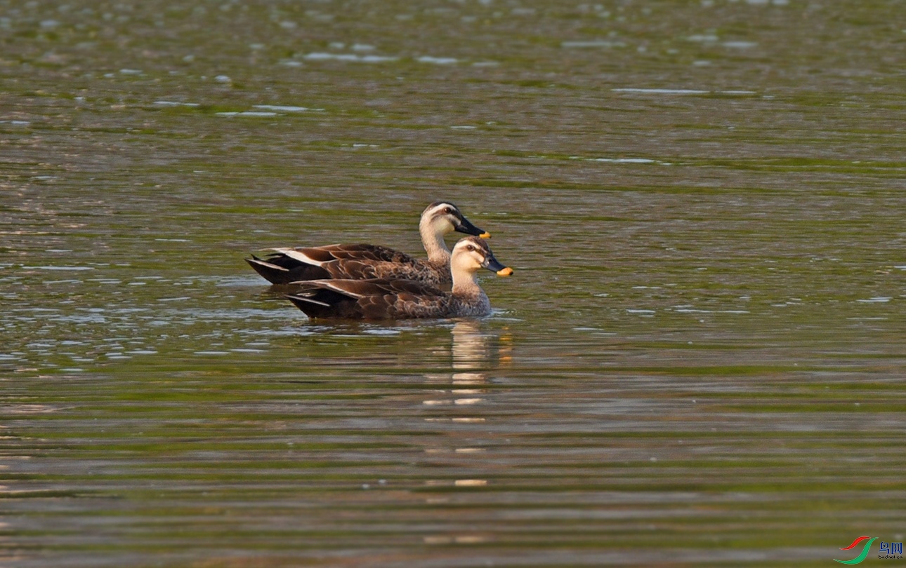 DSC_7385f.jpg