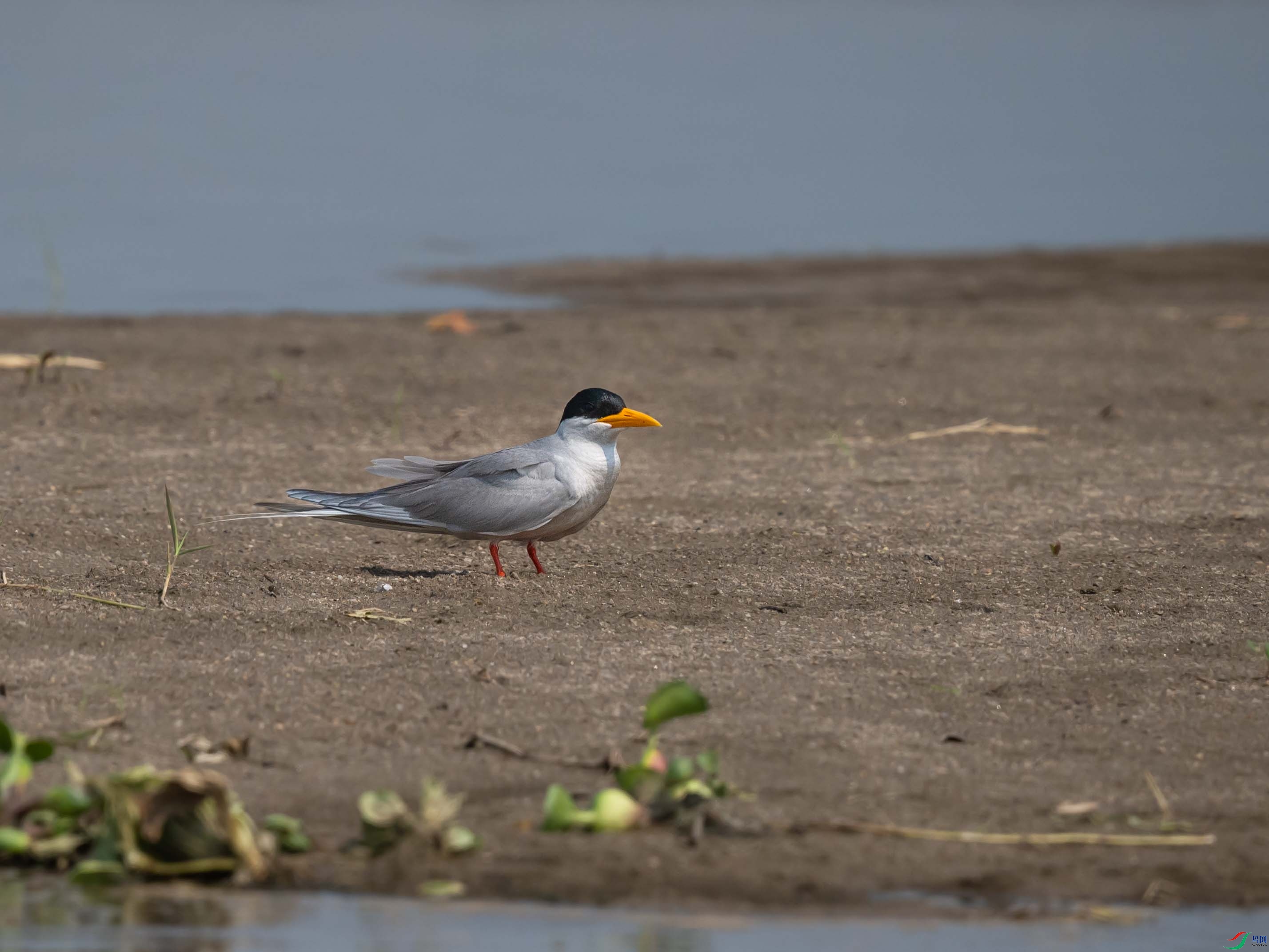 DSC_1794.jpg