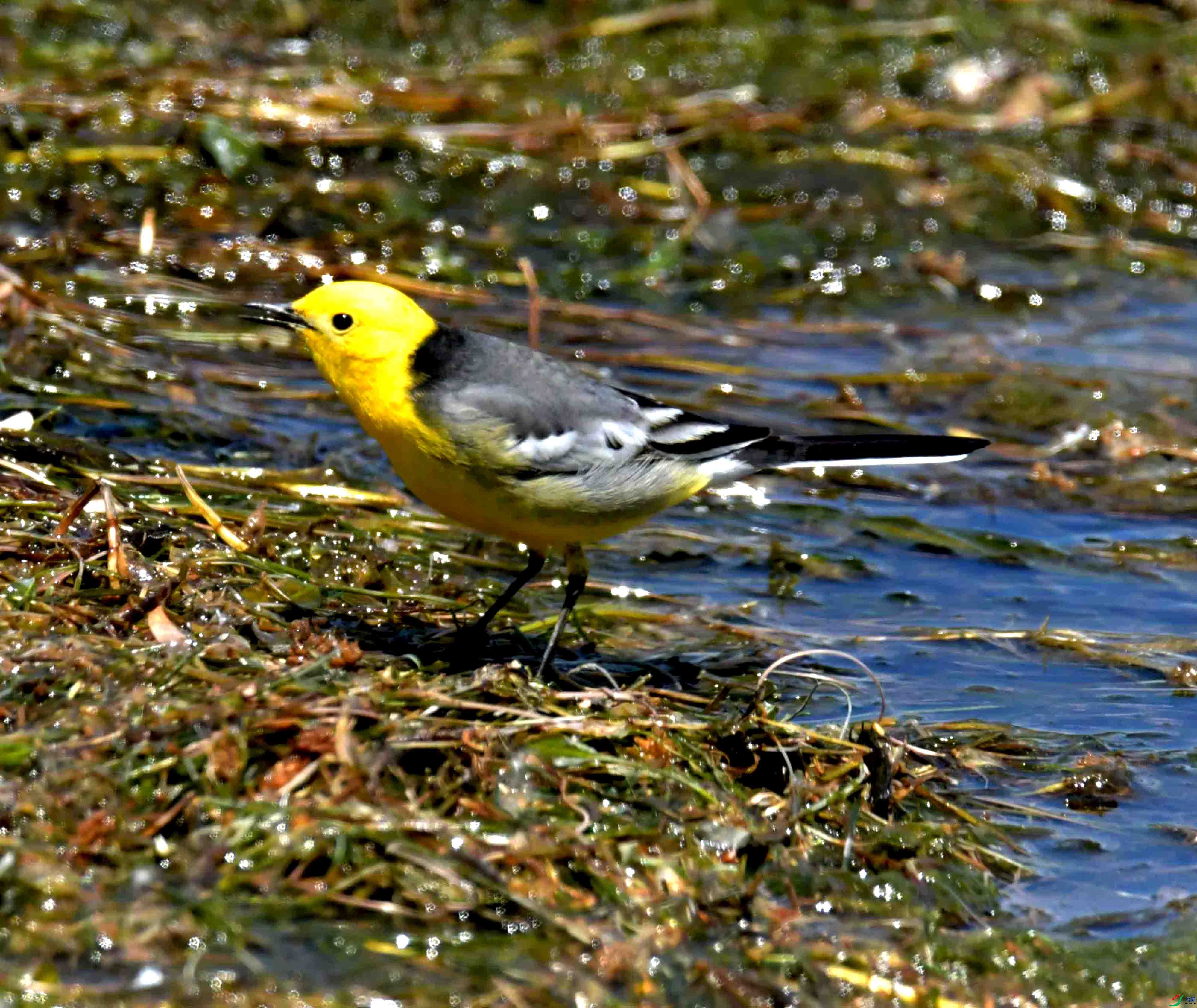 DSC_0457.JPG