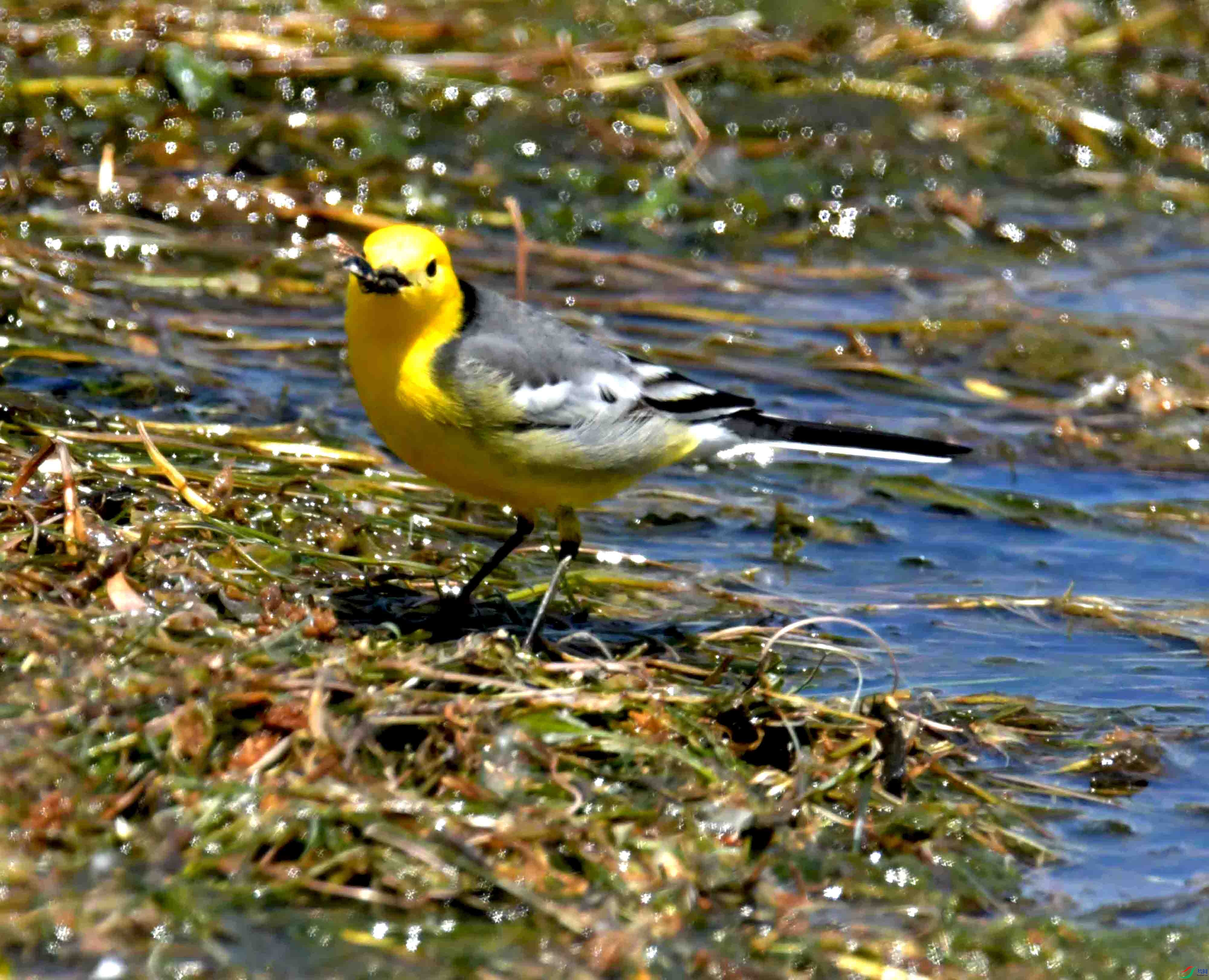 DSC_0455.JPG