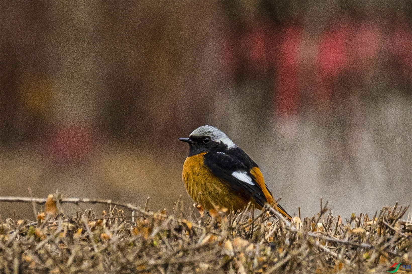 1K3A1315 ����1.jpg