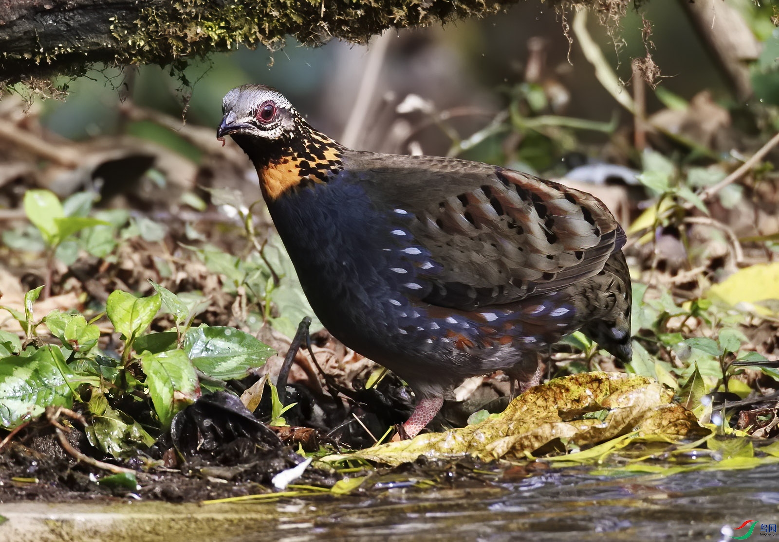DSC_8521.jpg