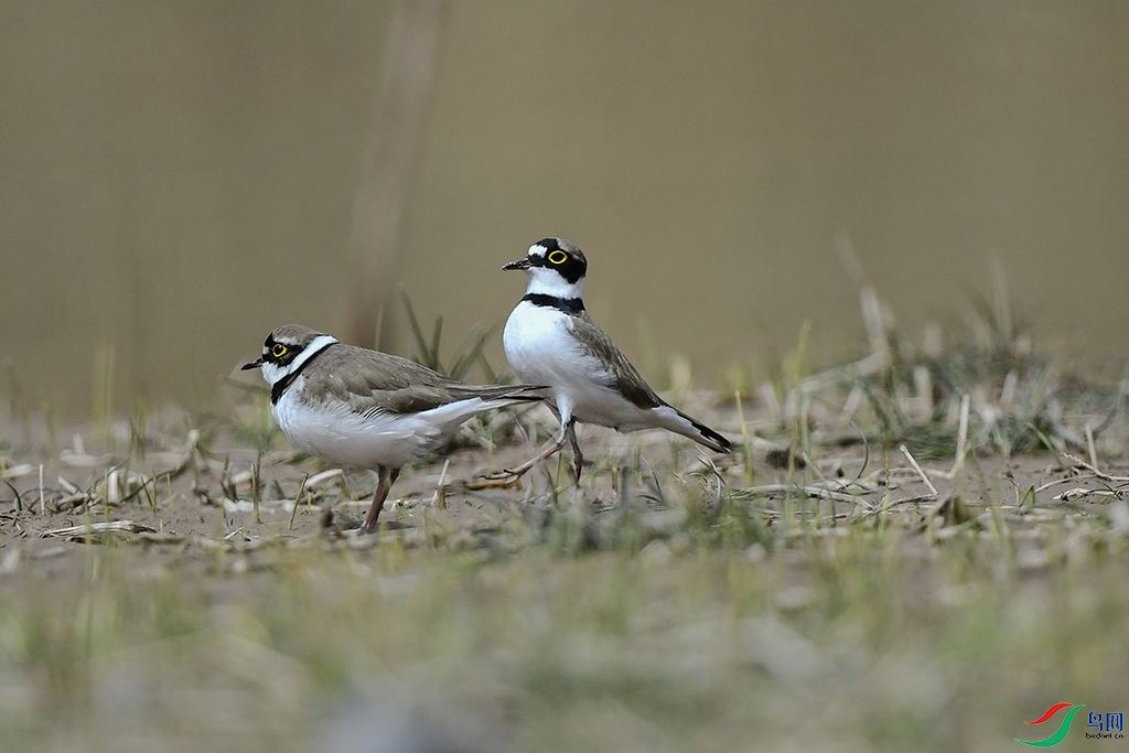 _DSC1160 - ����.JPG