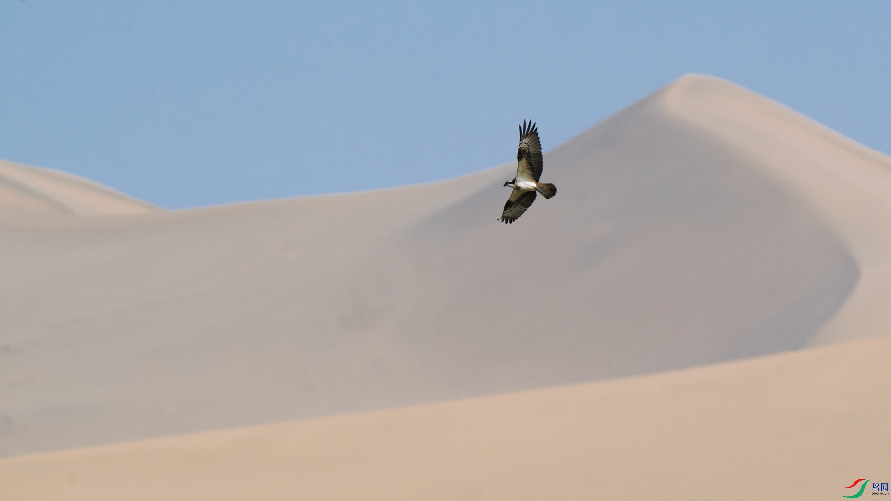 DSC_4964 - ����.jpg