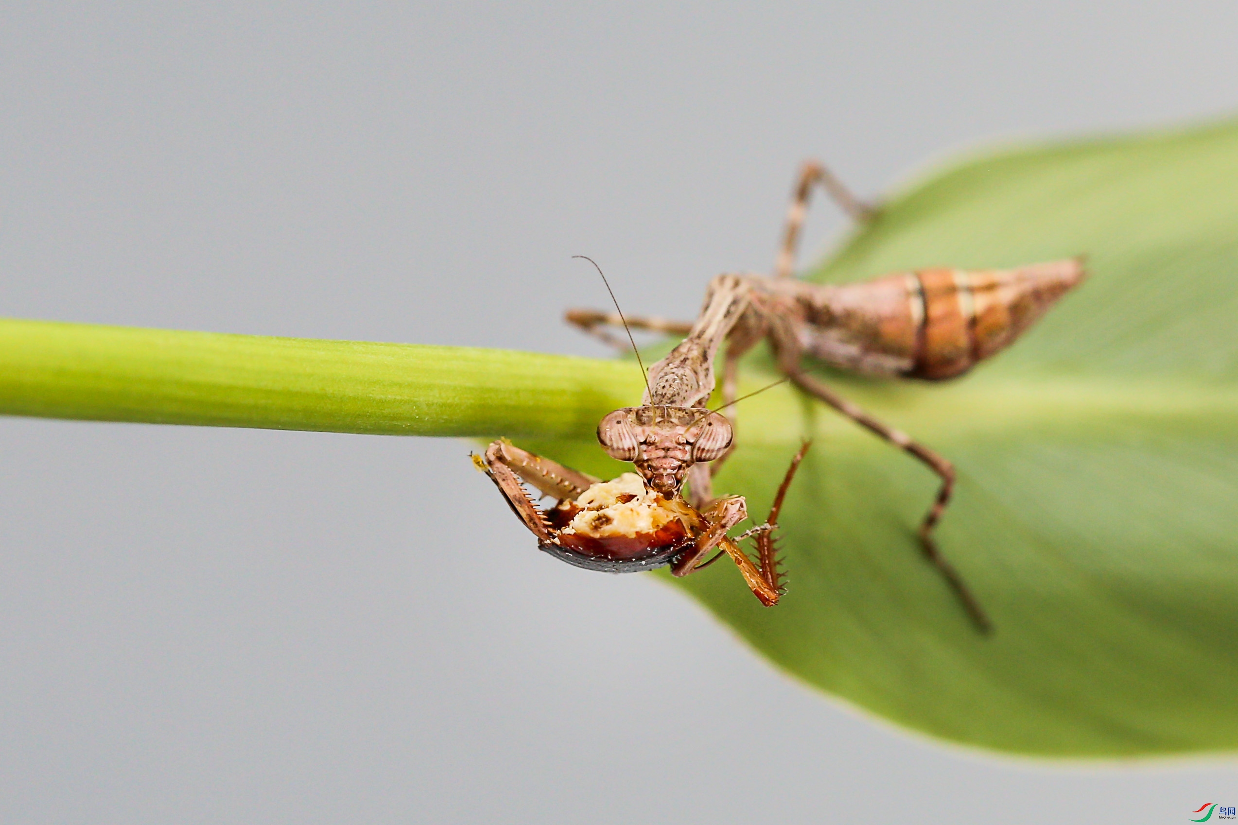 NK5A0605 ����.jpg