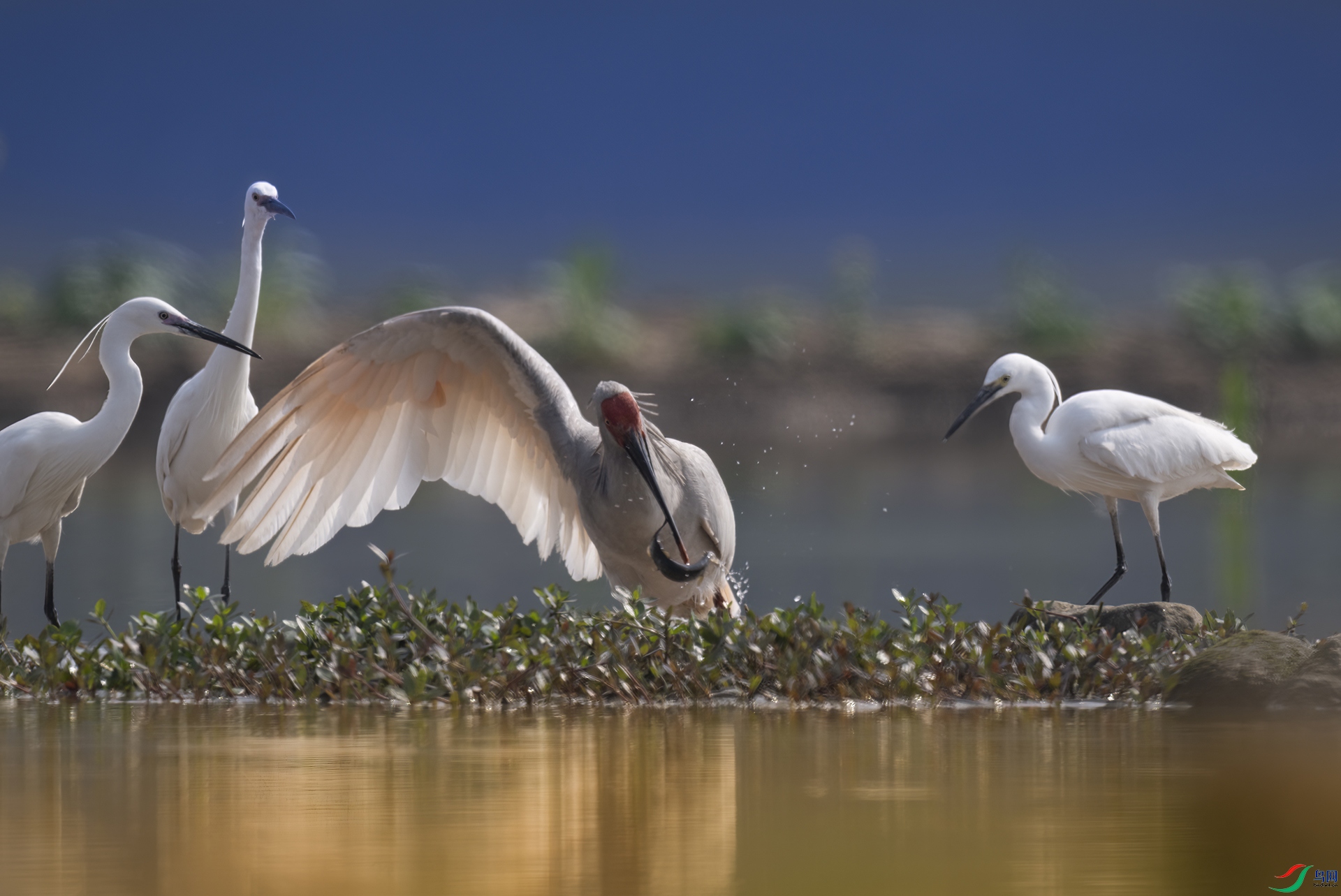 3906ea58545a3be322788cbe37b3a15 ����.jpg