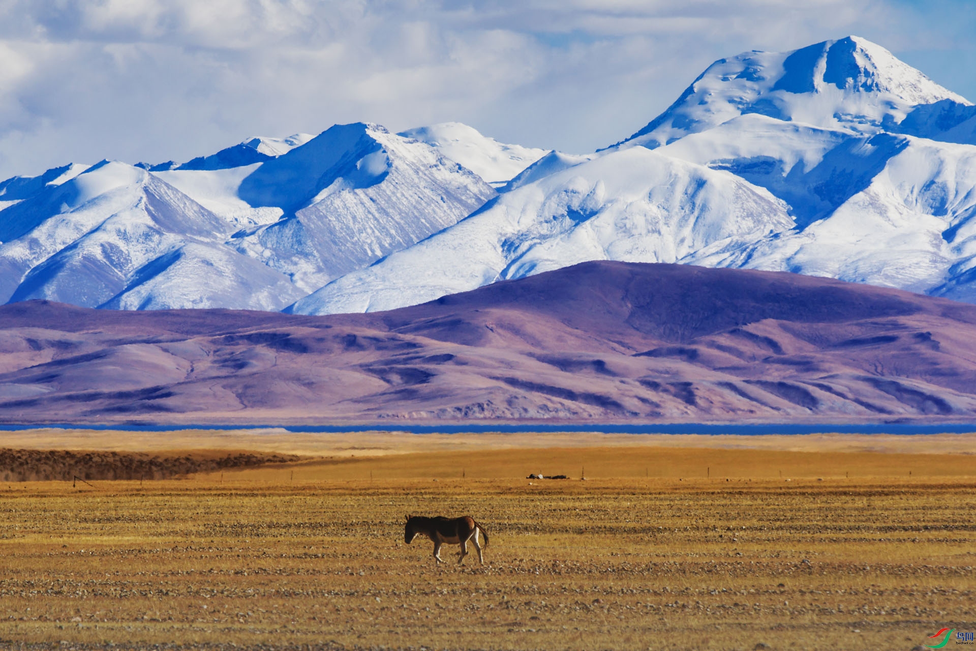 ��ԭ����