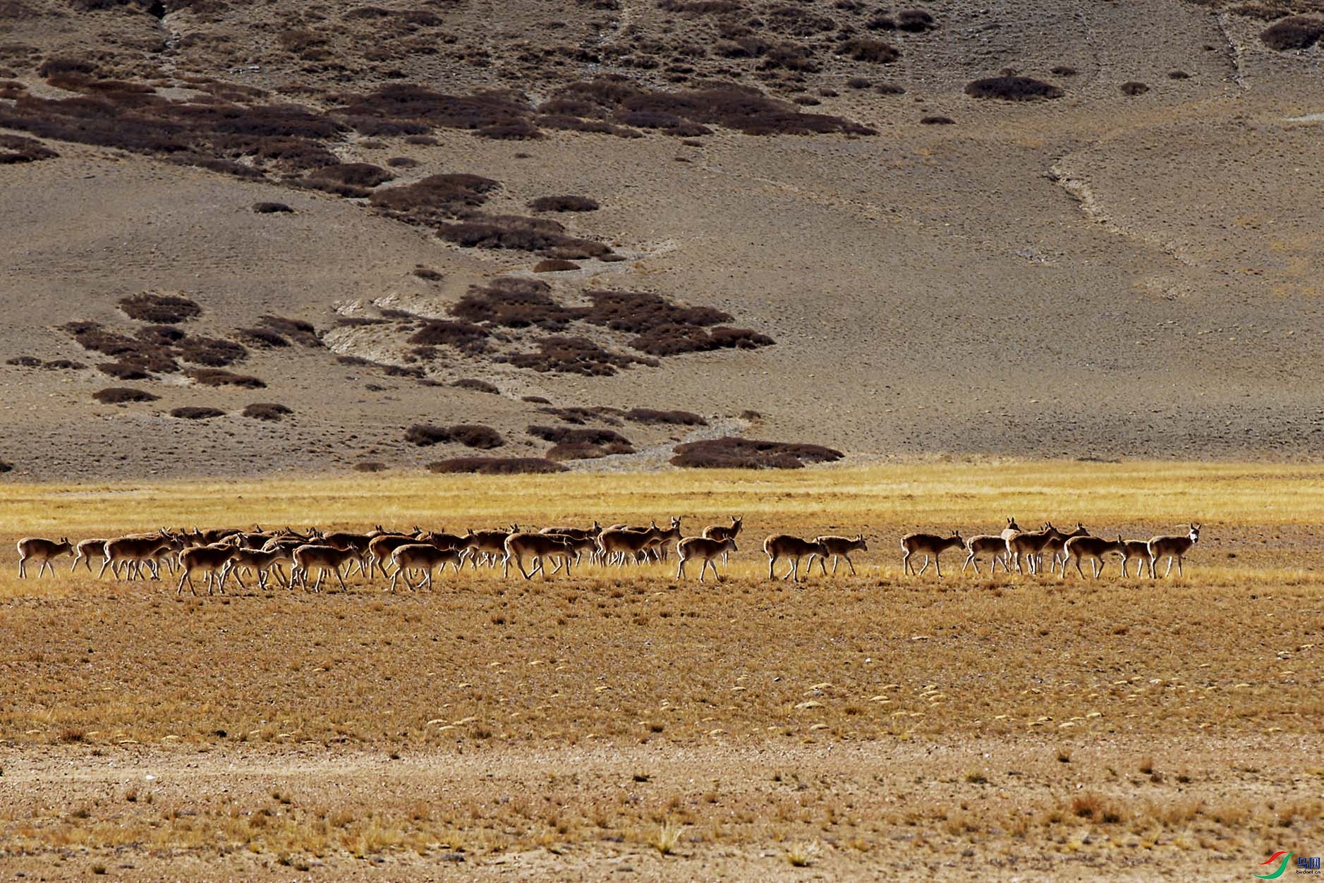 ��ԭ���ʥ��