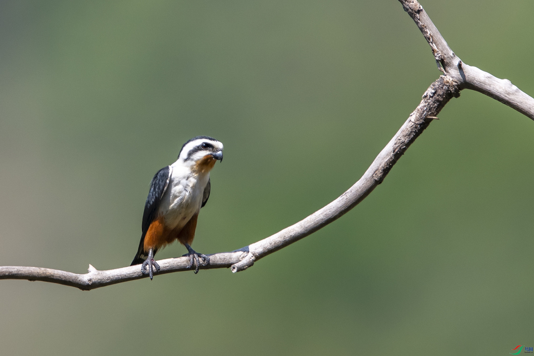 8229 ����.jpg