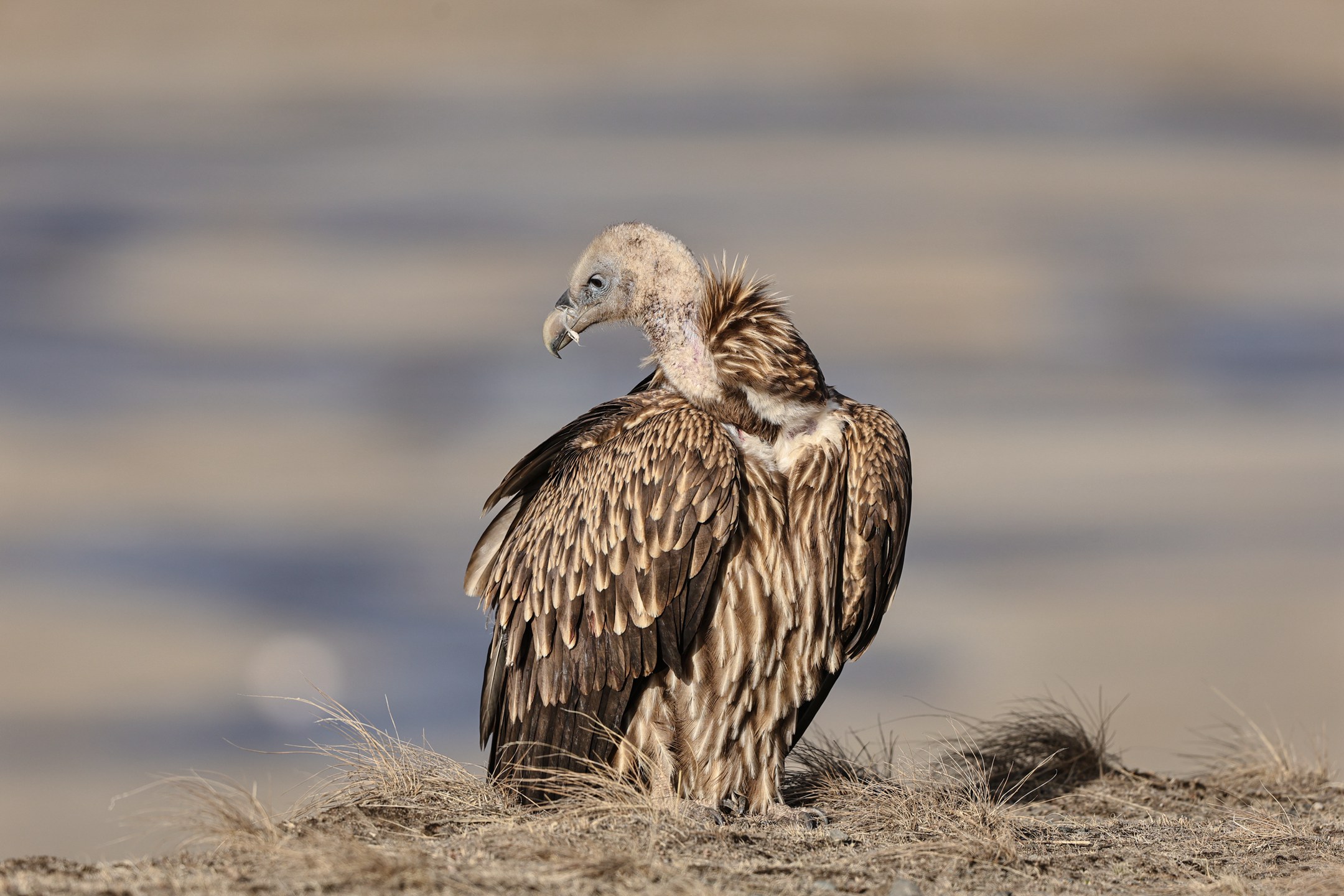 7X5A6735 - ����.JPG