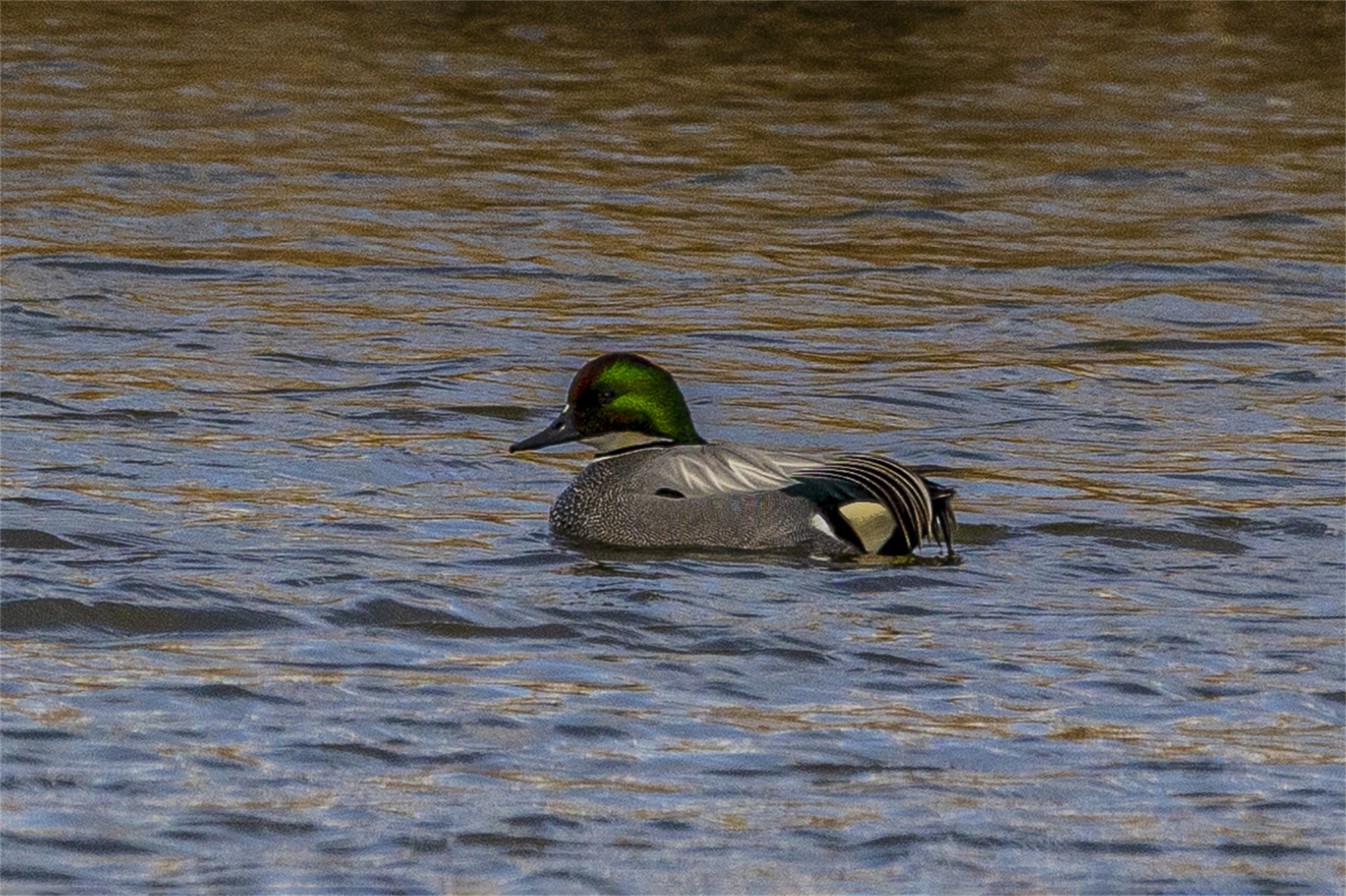 1K3A0116 ����1.jpg