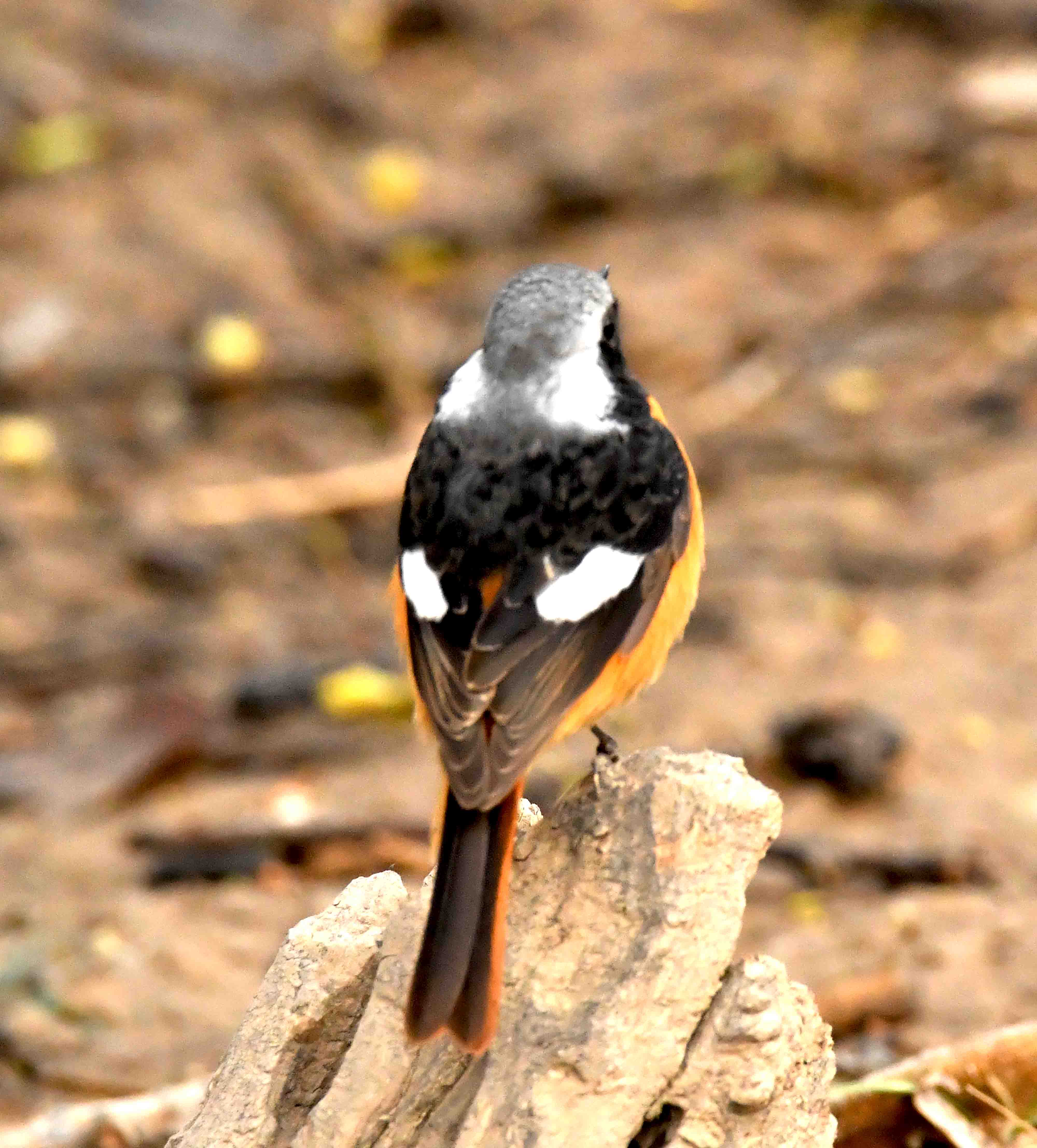 DSC_1551.JPG