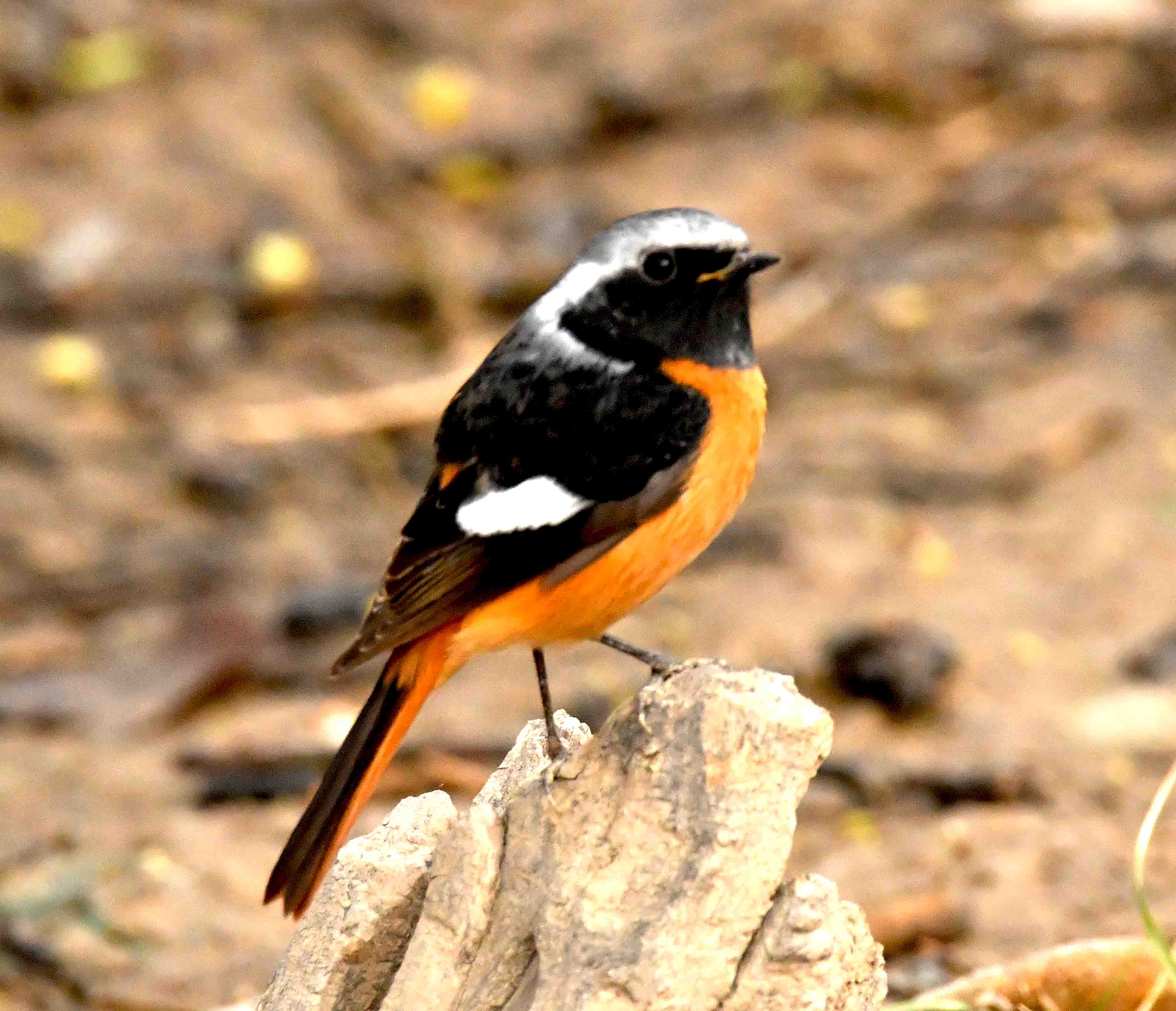 DSC_1563.JPG