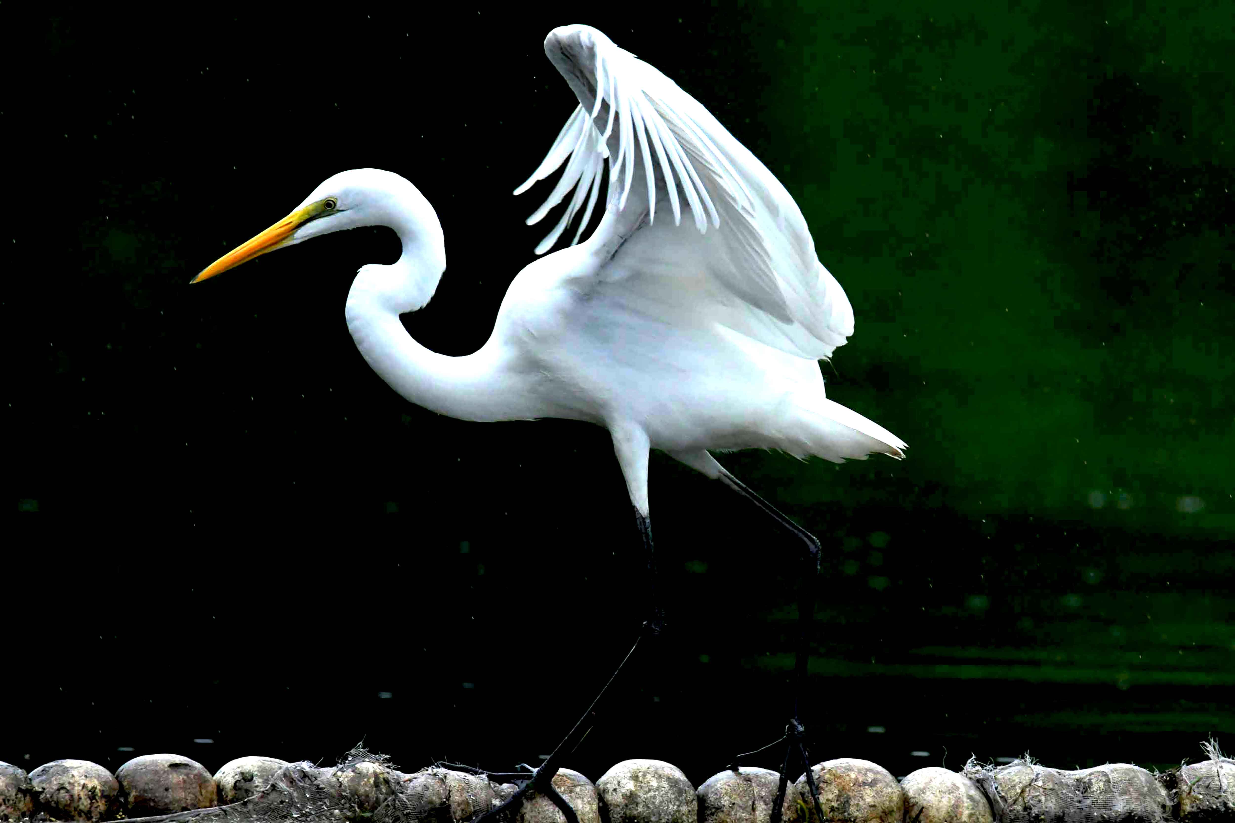 DSC_2272.JPG