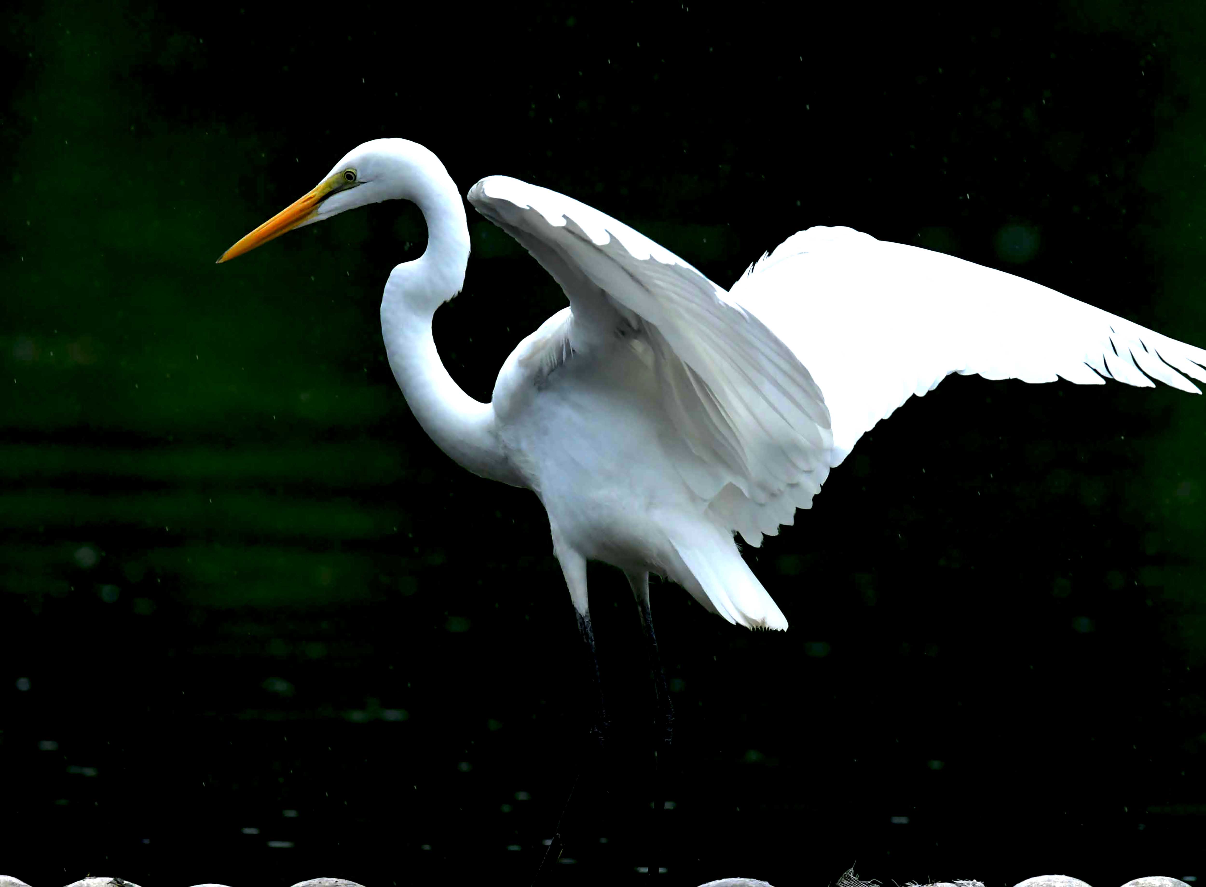 DSC_2279.JPG