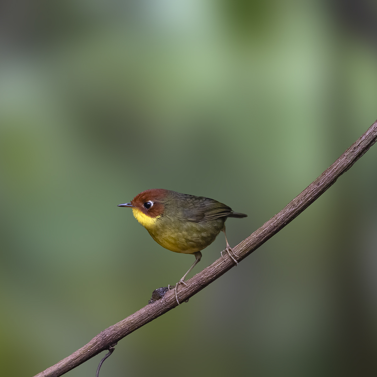 2F5A5268 ����.psd2 ����.jpg22.jpg