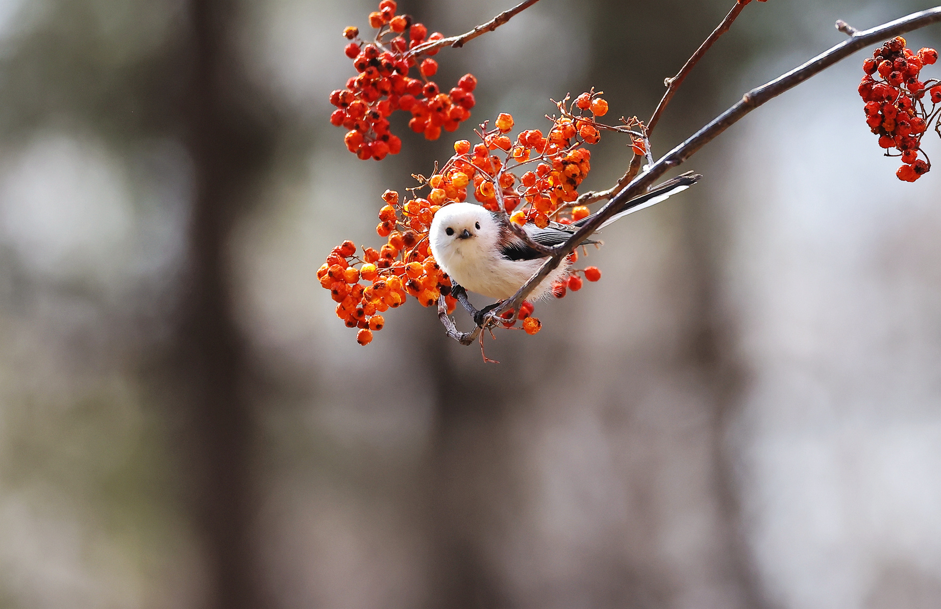 ��β����