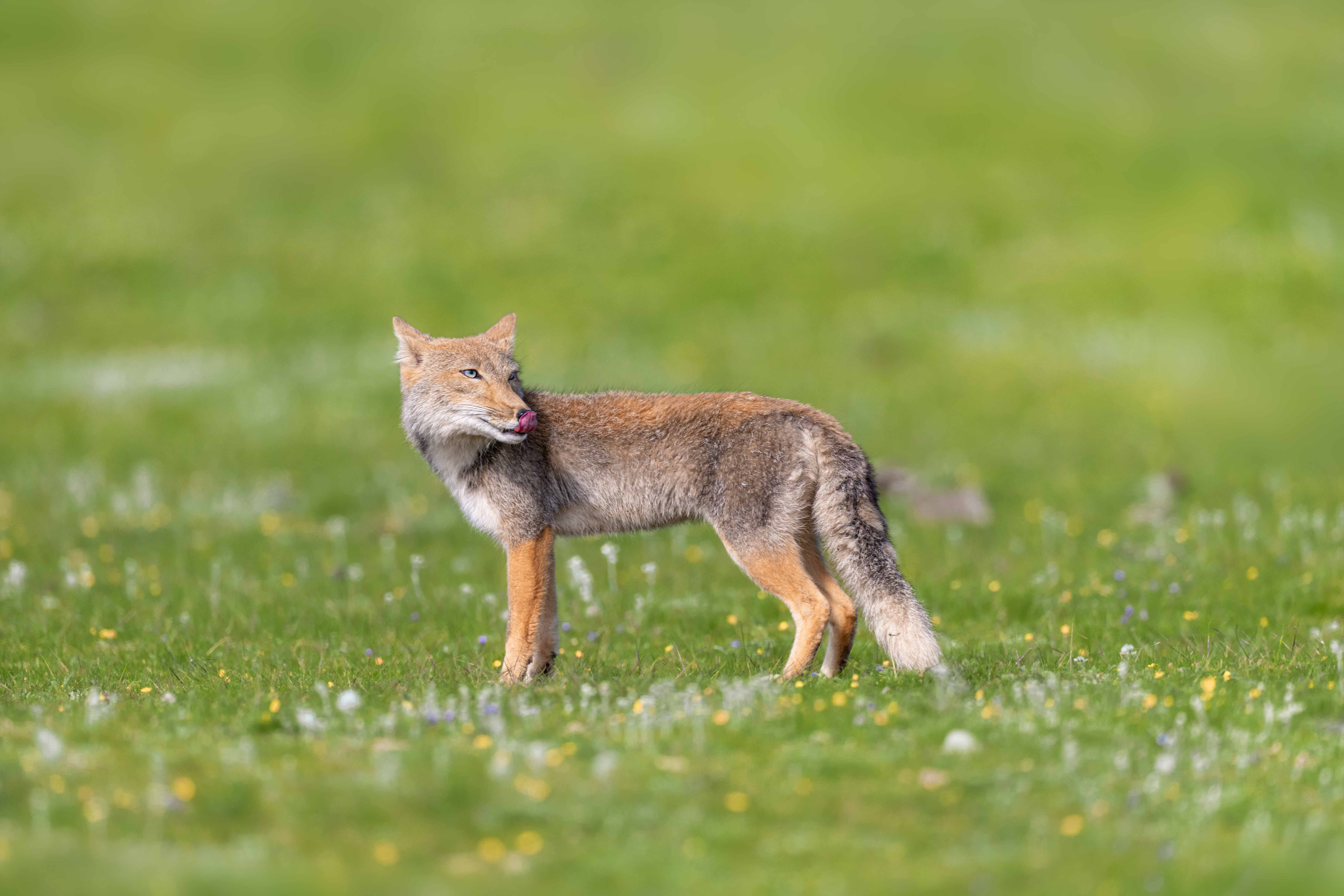 ��л��ʦ����ָ����