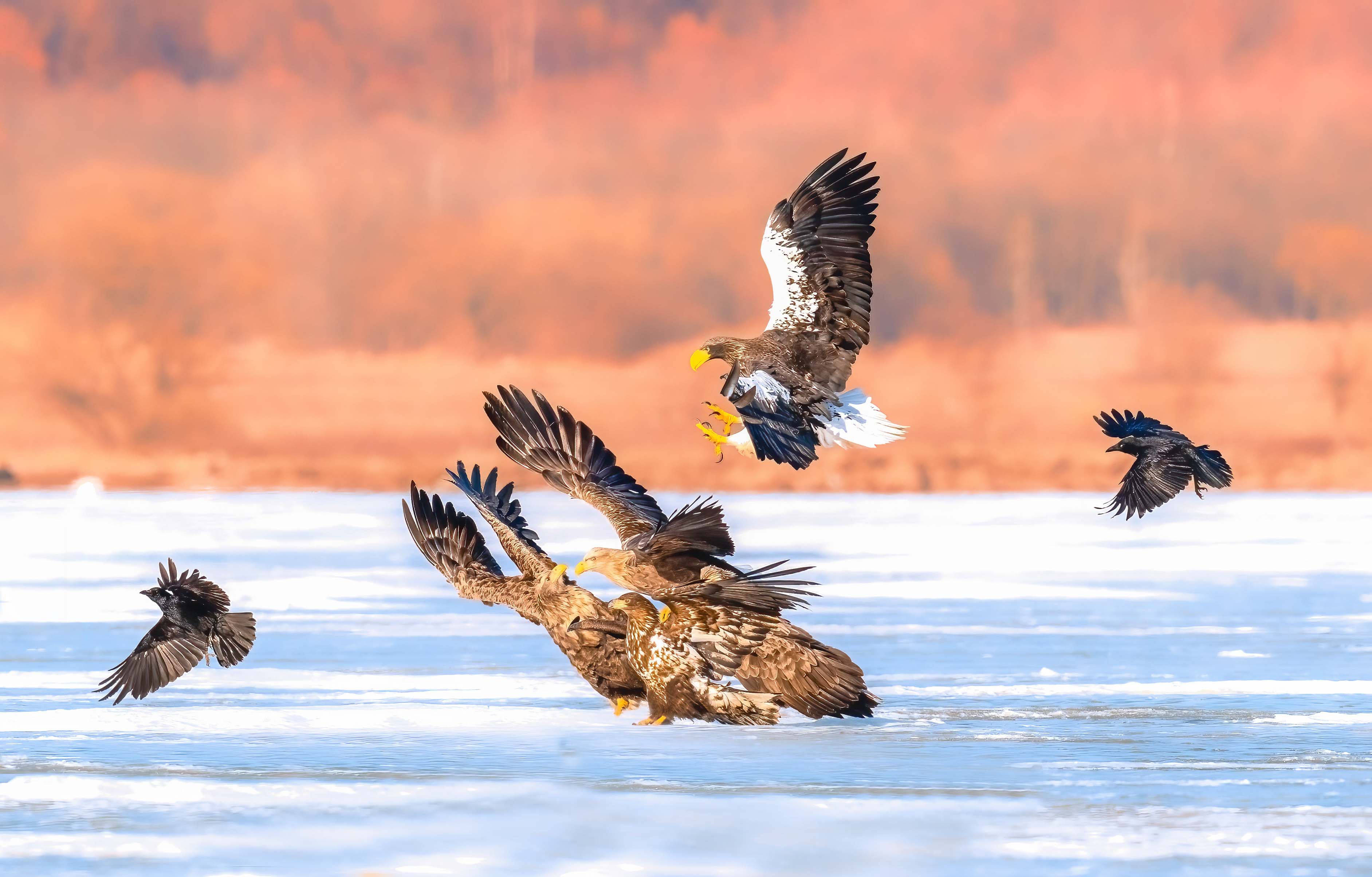 ��β����