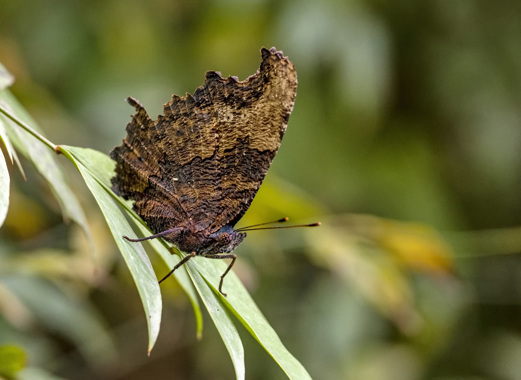 �����̵� (41) -1.jpg