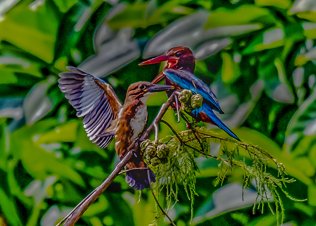 DSC_8225.jpg