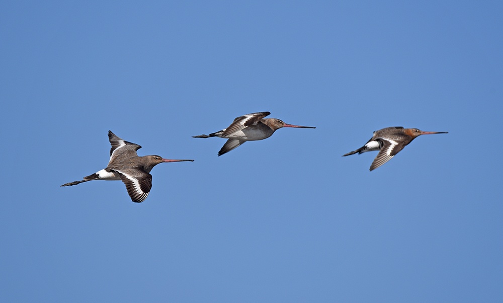 DSC_6259.jpg
