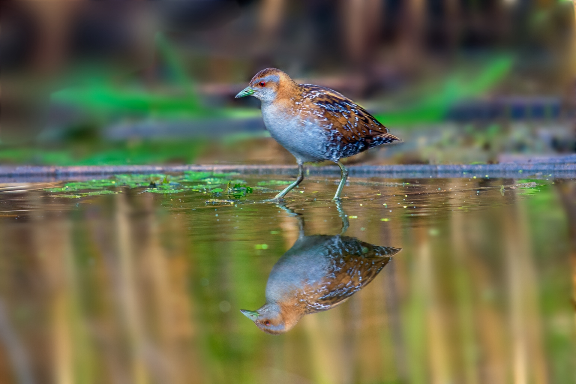 DSC_5244 ����_����.jpg