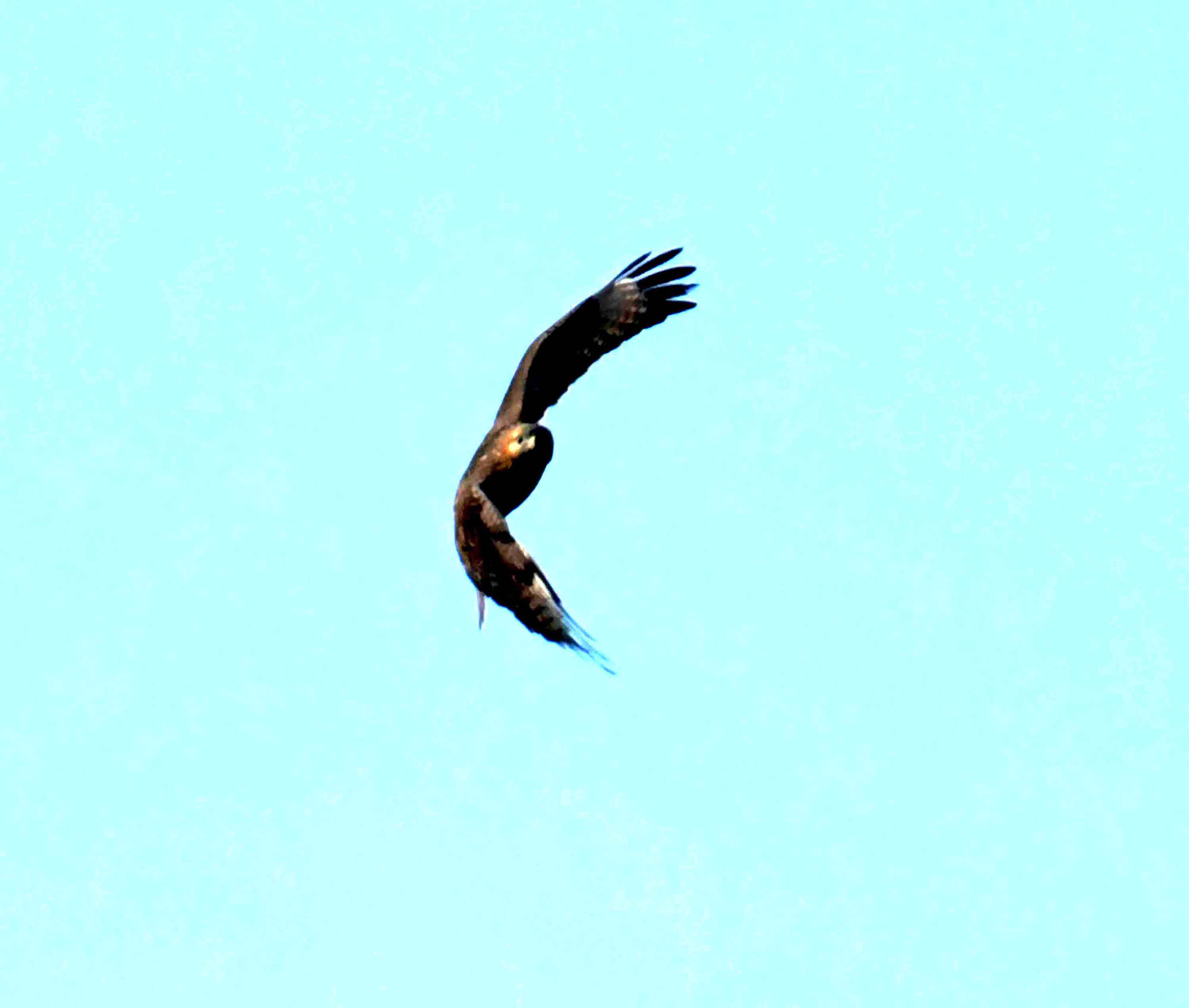 DSC_0867.JPG